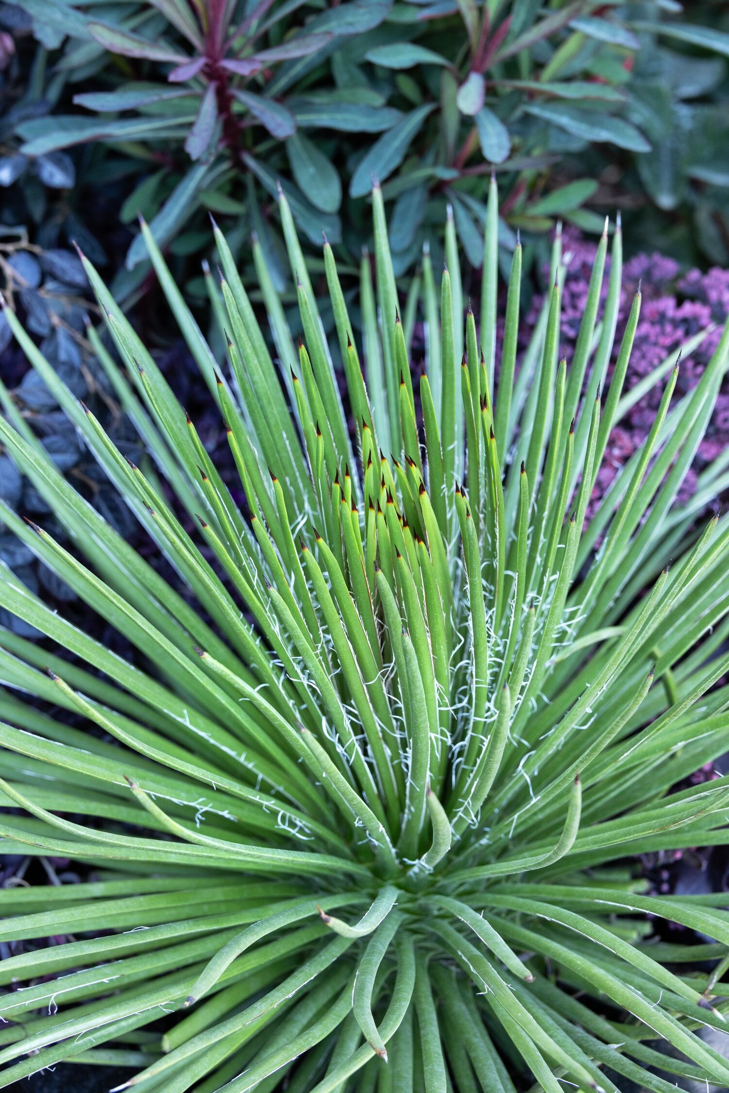 Twin Flowered Agave, Agave geminiflora, Monrovia Plant