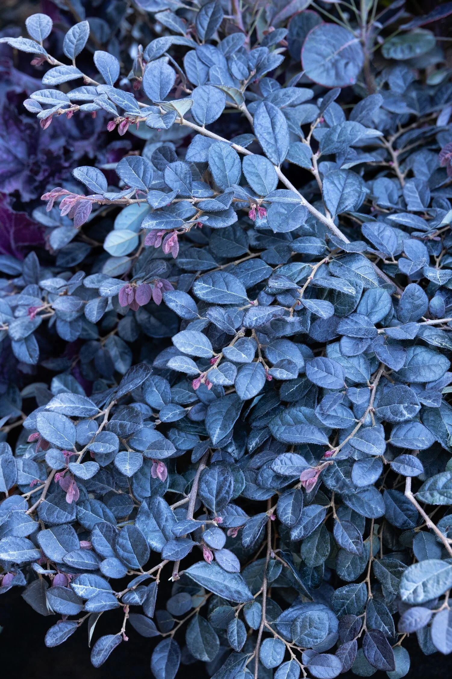 © Monrovia by Doreen Wynja 