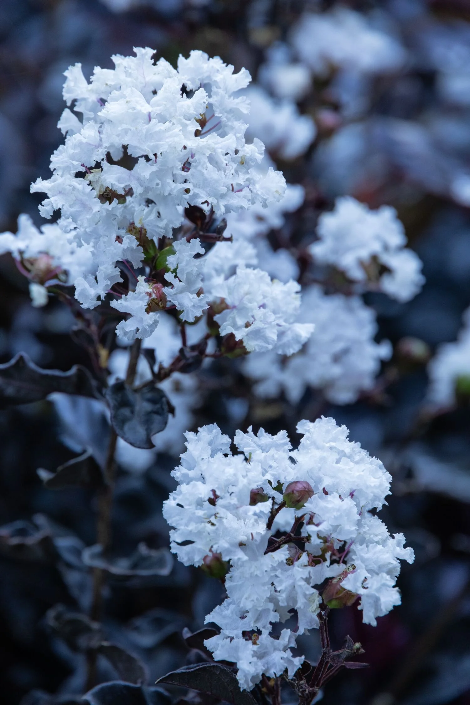 © Monrovia by Doreen Wynja 