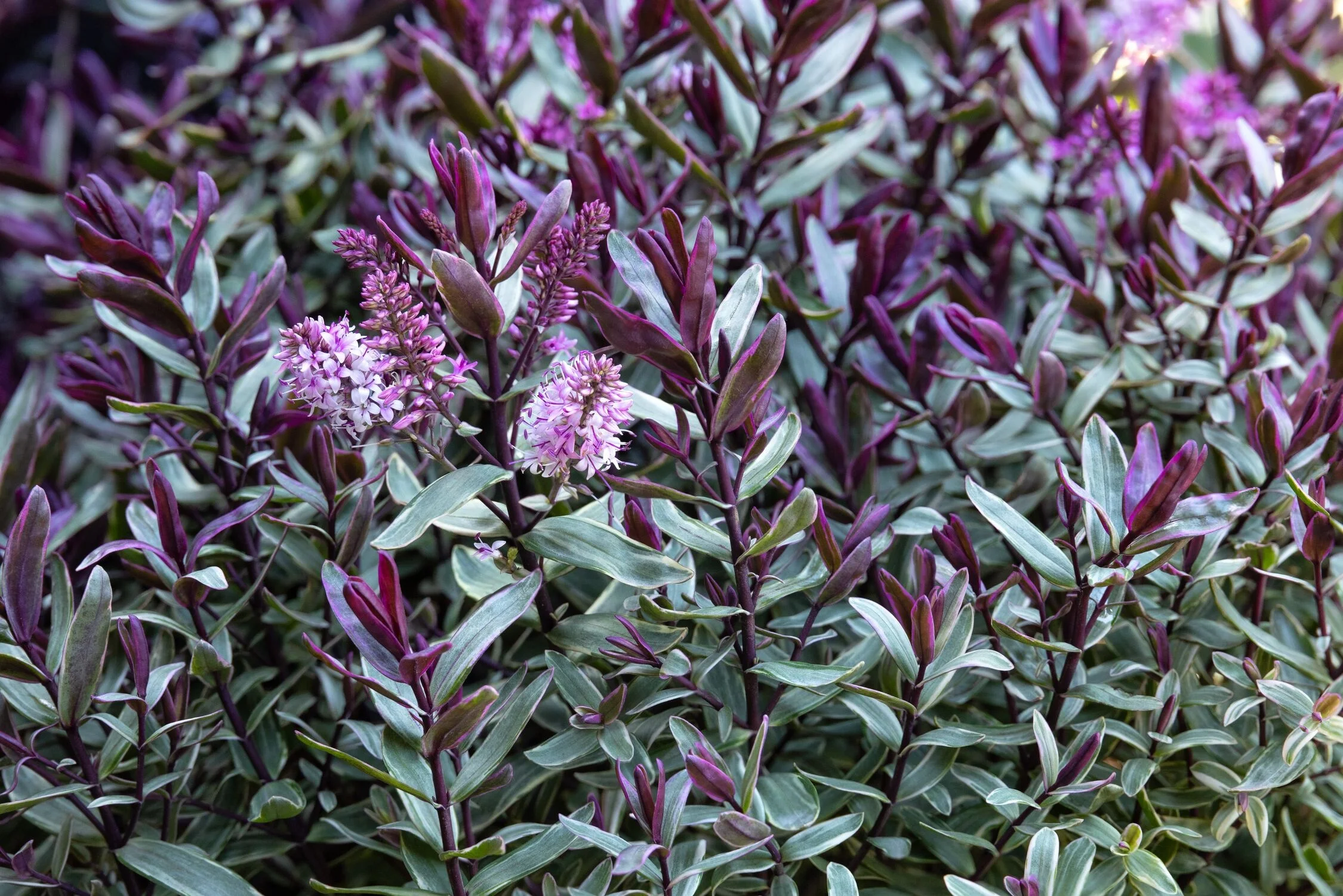 © Monrovia by Doreen Wynja 