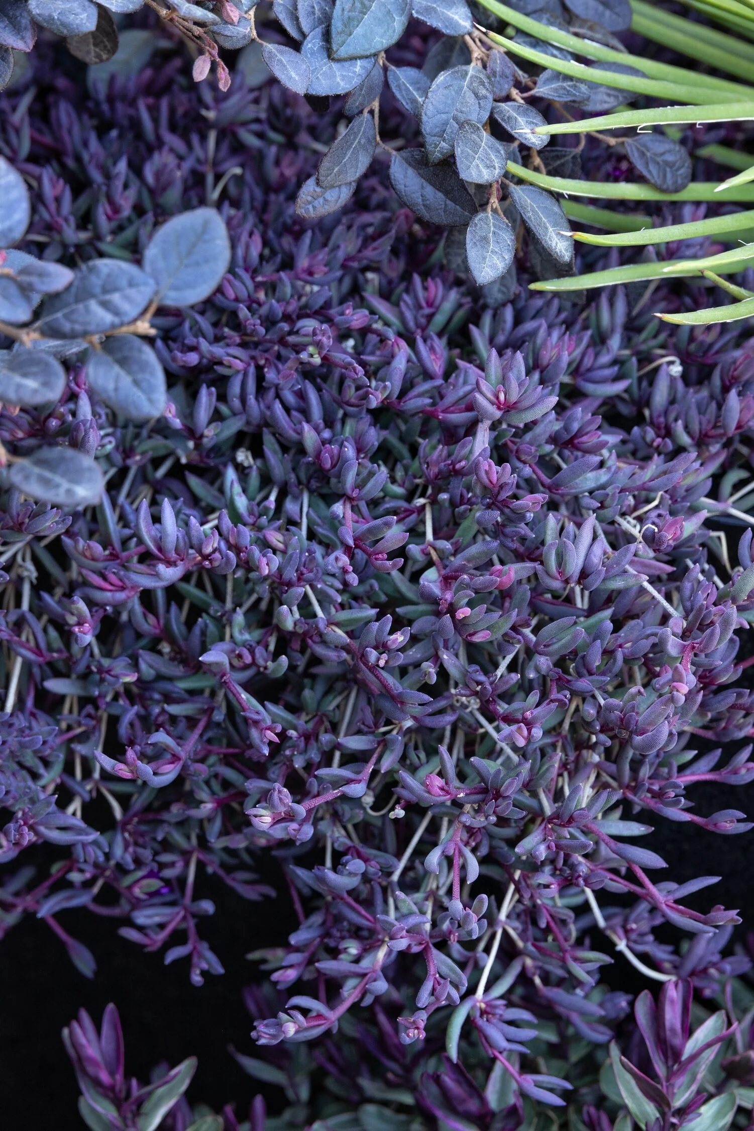 © Monrovia by Doreen Wynja