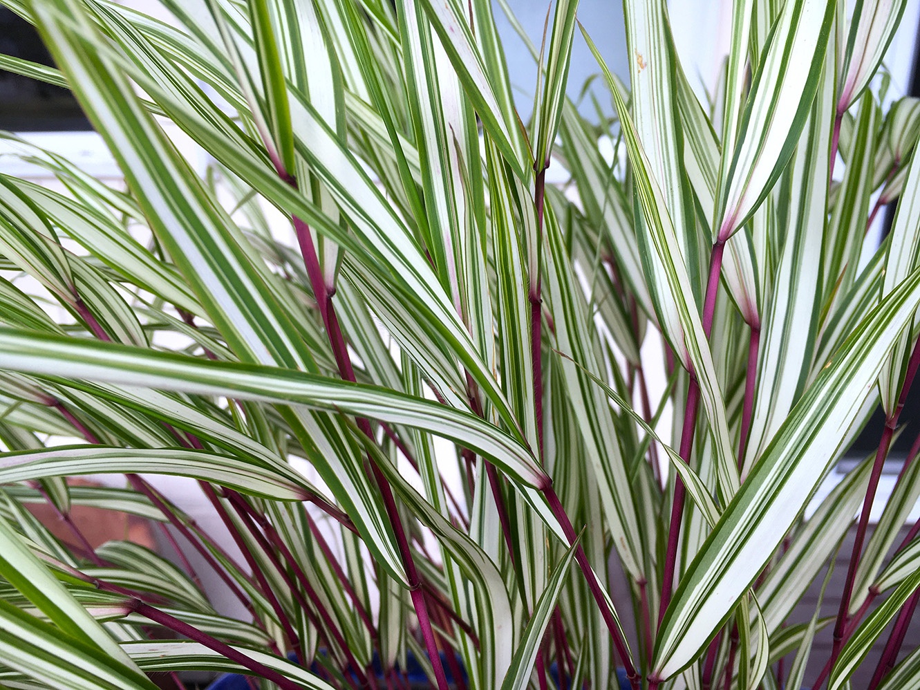 Lime Zest™ Japanese Forest Grass, Hakonechloa macra 'Hakbri2' PP