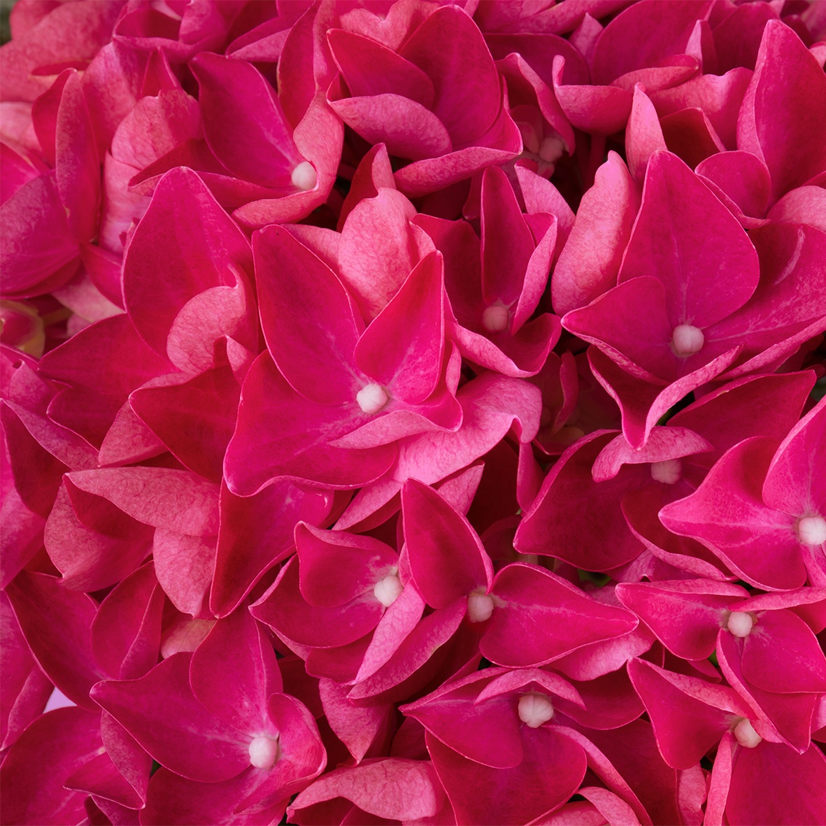 Hi™ Flame Hydrangea, Hydrangea macrophylla 'Flame', Monrovia Plant