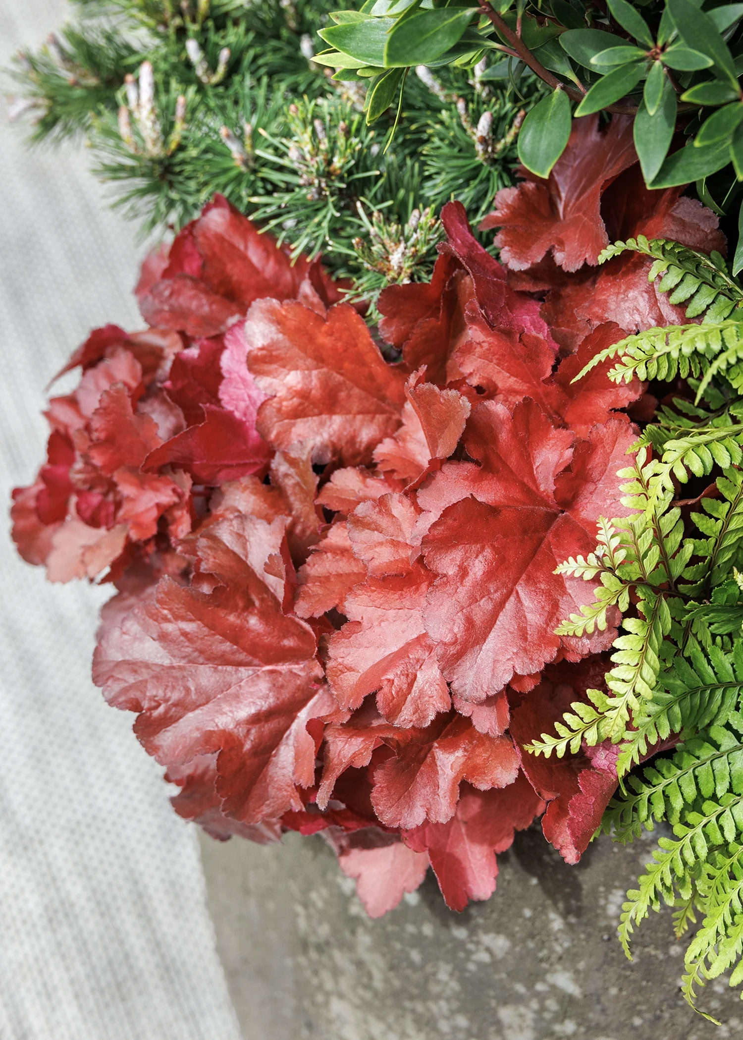 Forever® Red Heuchera, Heuchera x 'TNHEUFR' PP #29,644, Monrovia Plant