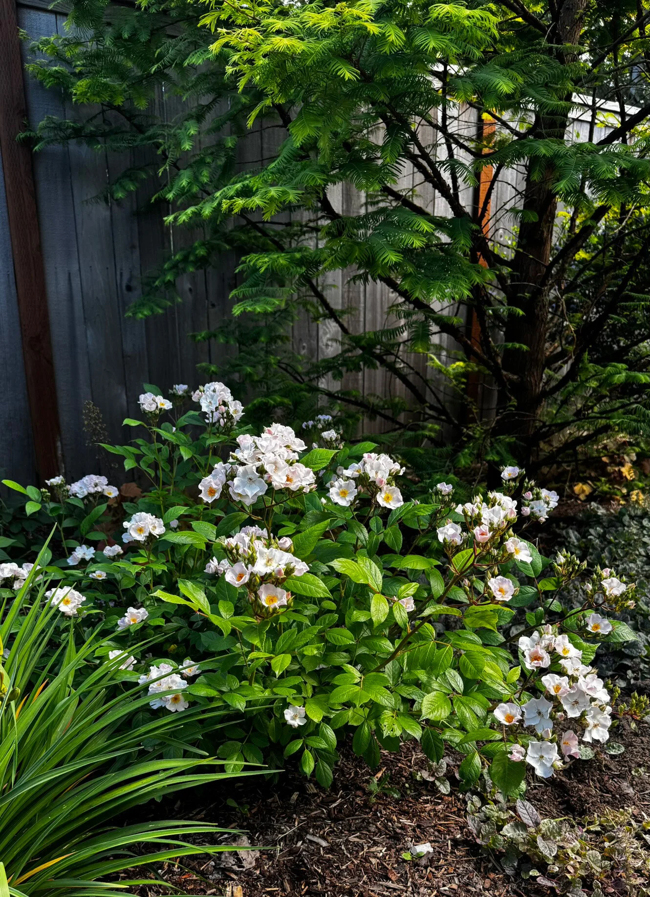 Honey Blush™ Rose, Rosa 'RUIRPP203A' PPAF, Monrovia Plant