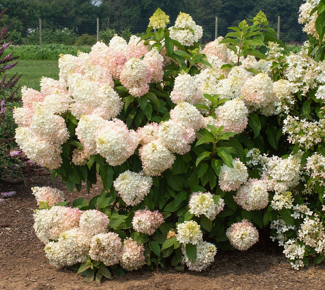 Sweet Starlight™ Hydrangea, Hydrangea paniculata 'Pan1782hydr' PP