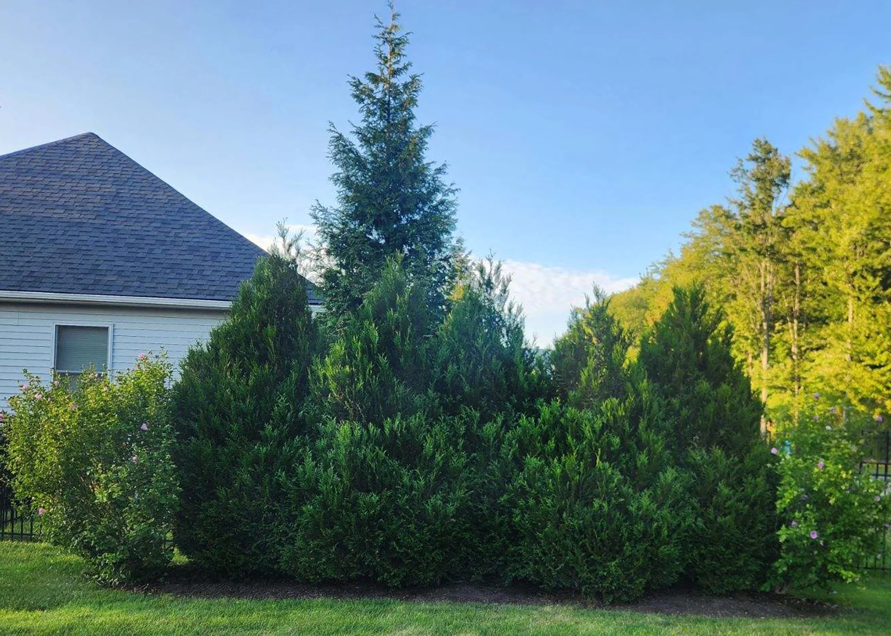 Customer photo demonstrating the size, shape, and color comparison of Tight Squeeze (foreground) and Green Giant (background)