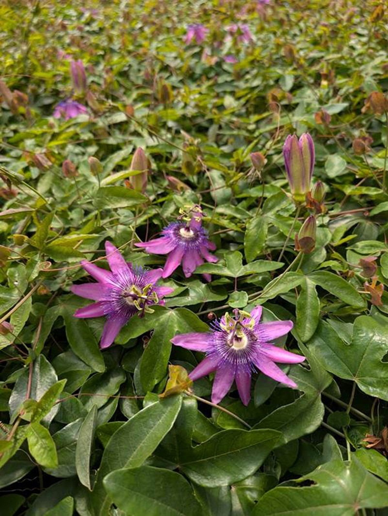 Lavender Lady Passion Flower, Passiflora x 'Lavender Lady
