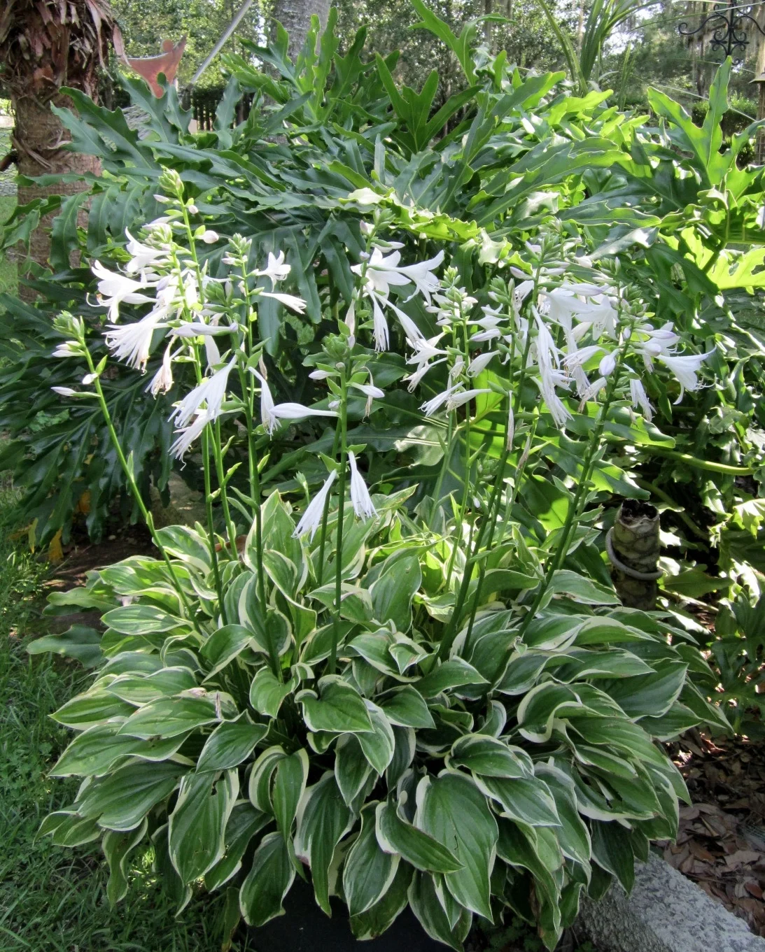 Live Oak Technologies