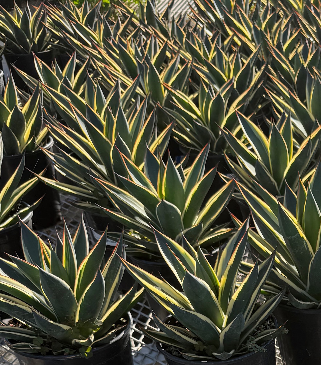 California Glow Agave, Agave 'California Glow', Monrovia Plant