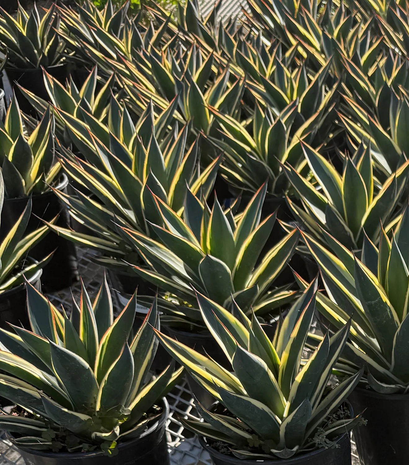 California Glow Agave, Agave 'California Glow', Monrovia Plant