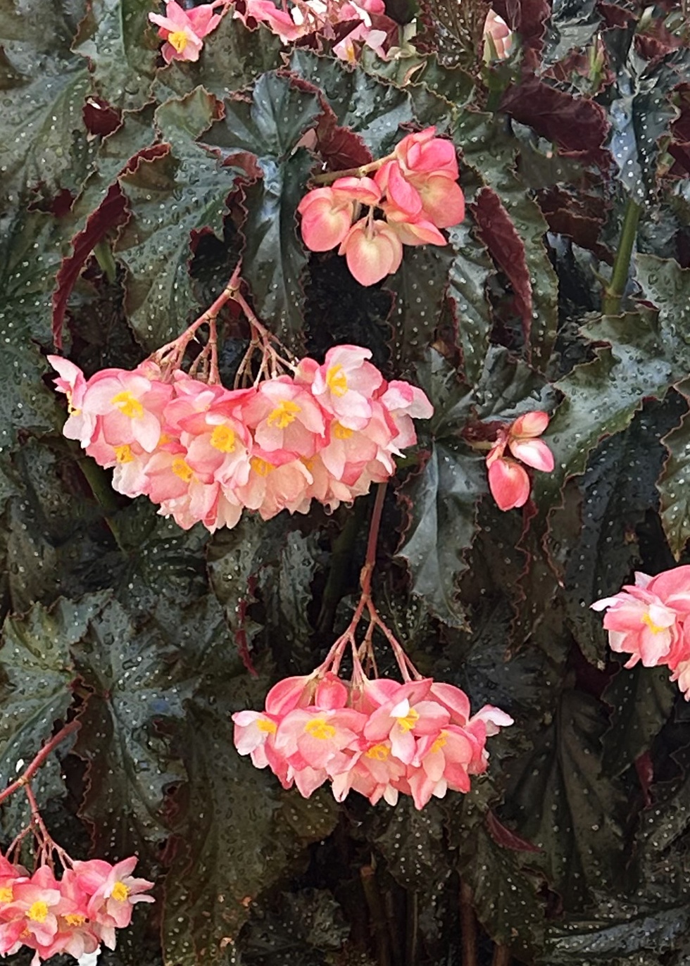 専用❣️ 特選Begonia ６点 Ninetta™ Begonia, Begonia 'Monhrbt', Monrovia Plant