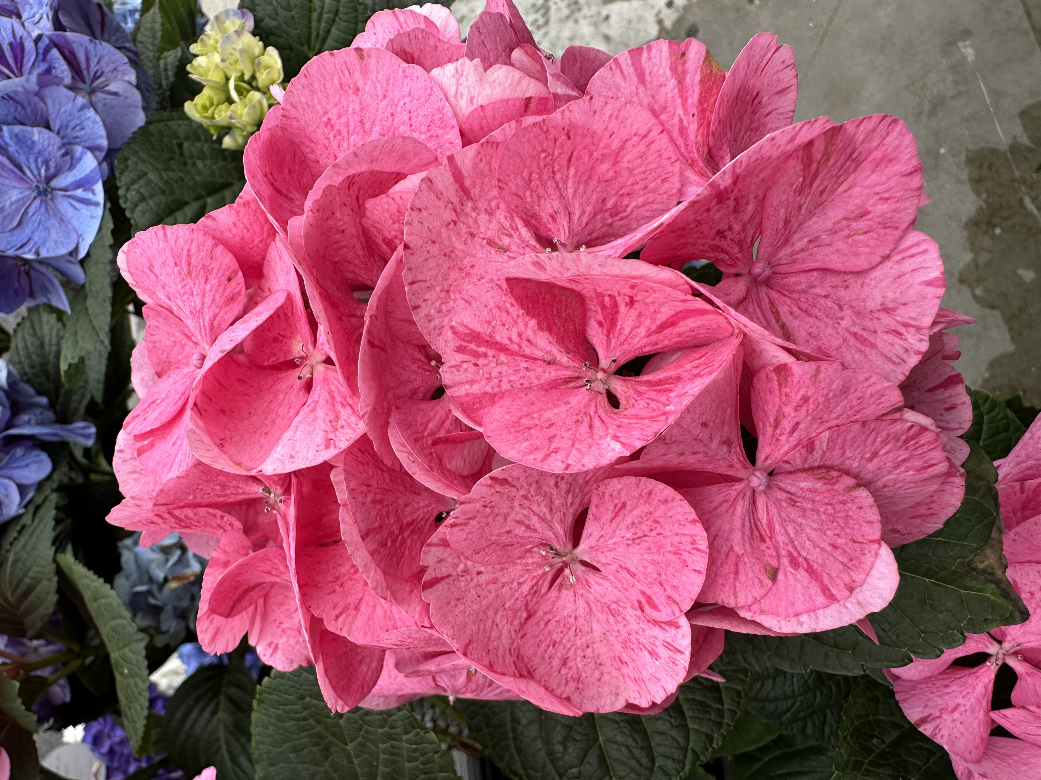 My Beautiful Spitfire Hydrangea, Monrovia Plant