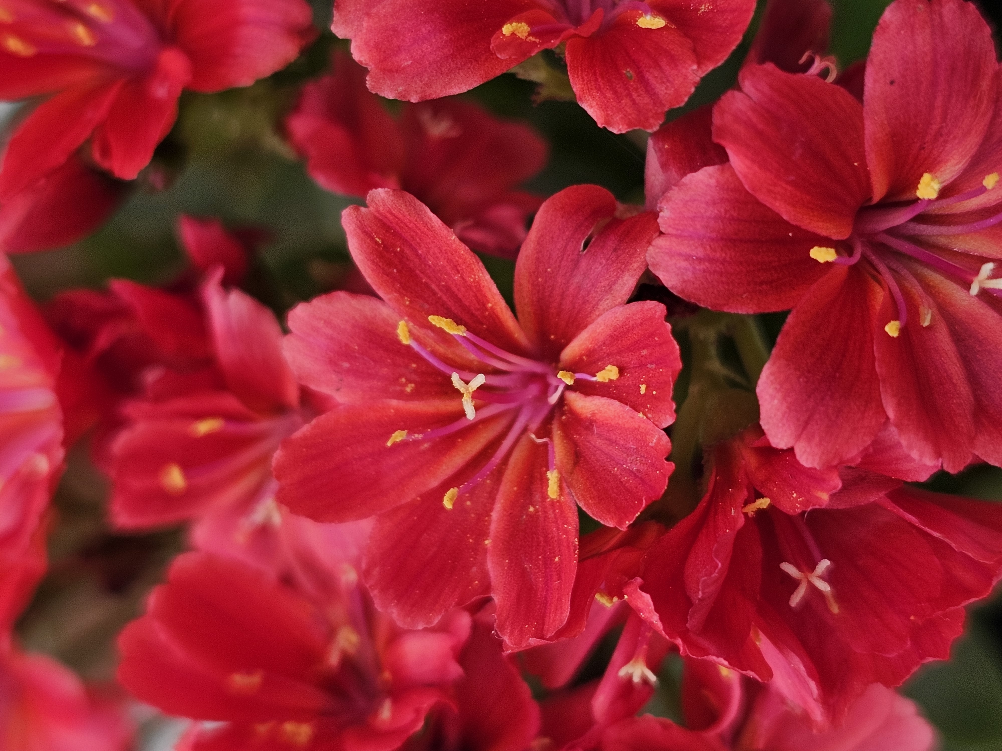 Sunset Glow Lewisia, Lewisia cotyledon 'Marianne', Monrovia Plant