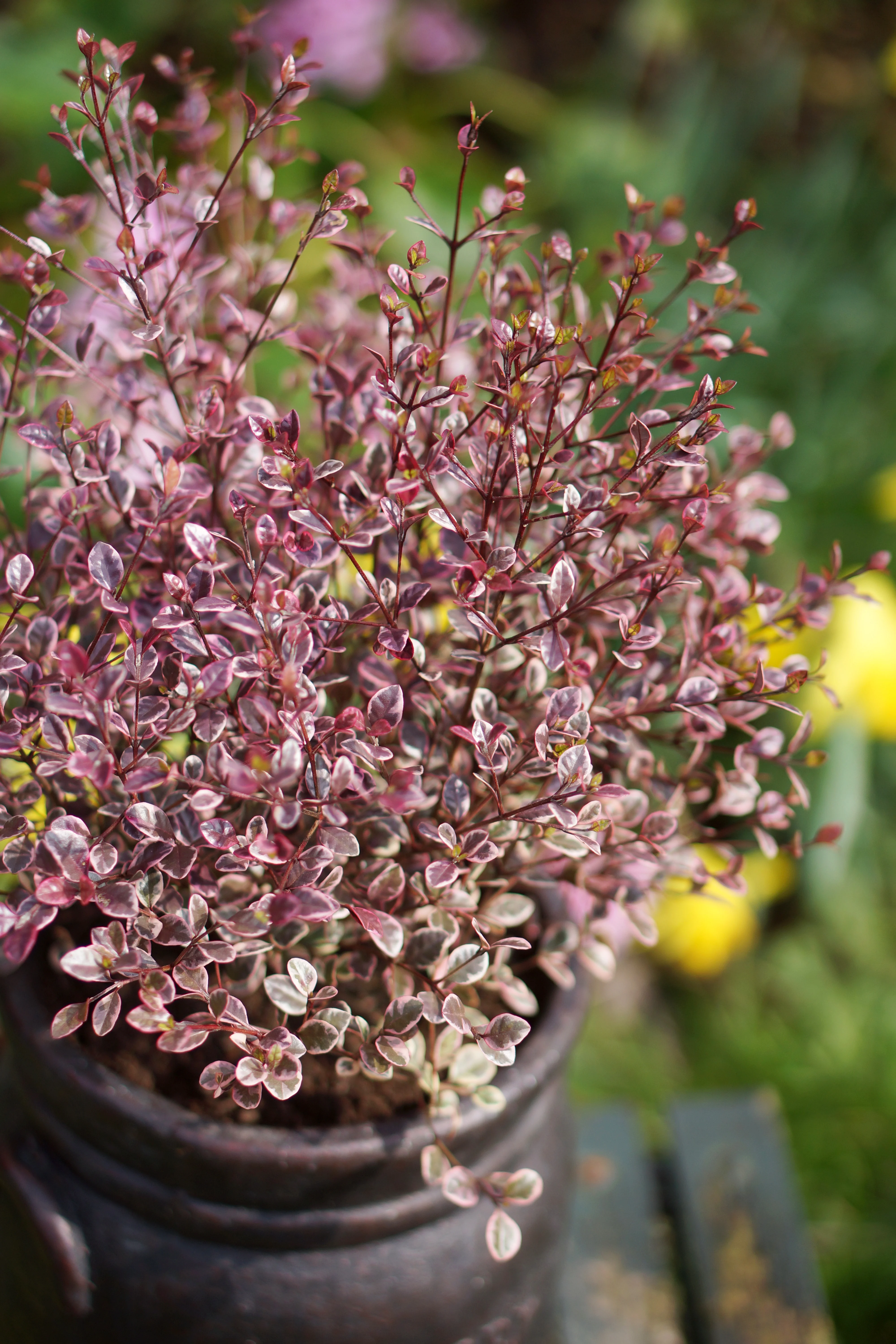 ム*ラ様 ≫★K18★Pt850★≪梟/OWL★トパーズ★エメラルド★ダイヤモン Magic Dragon New Zealand Myrtle, Monrovia Plant