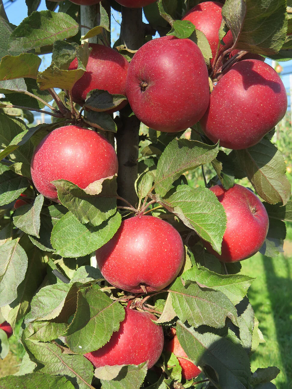 Fruit Snacks® All Red™ Columnar Apple, Monrovia Plant