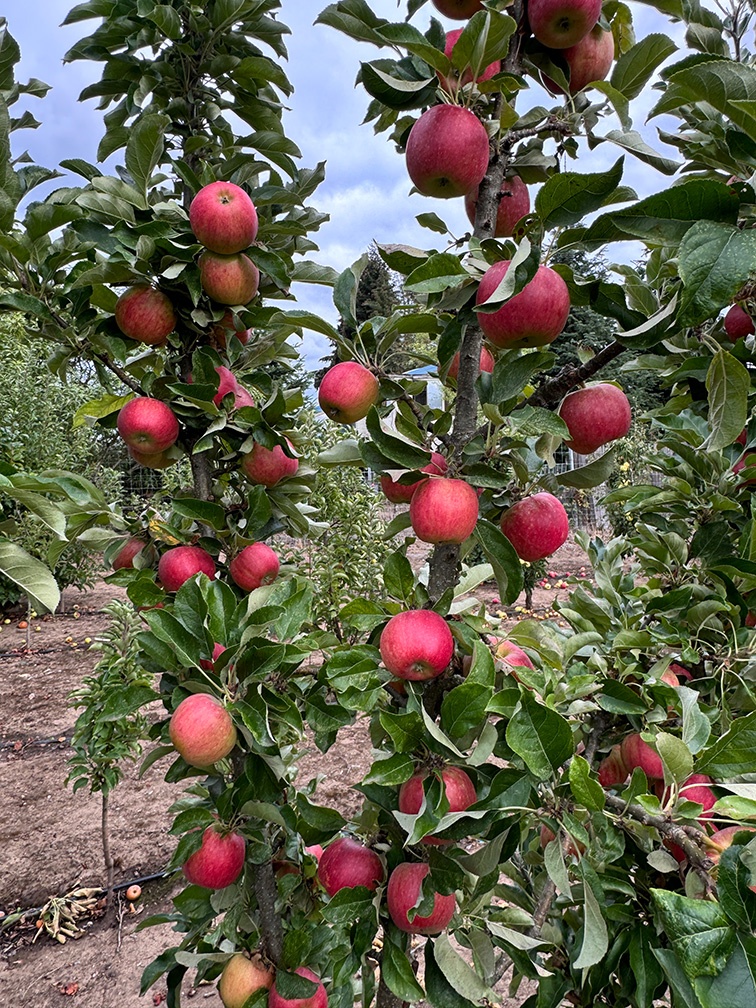 Fruit Snacks® All Red™ Columnar Apple, Monrovia Plant