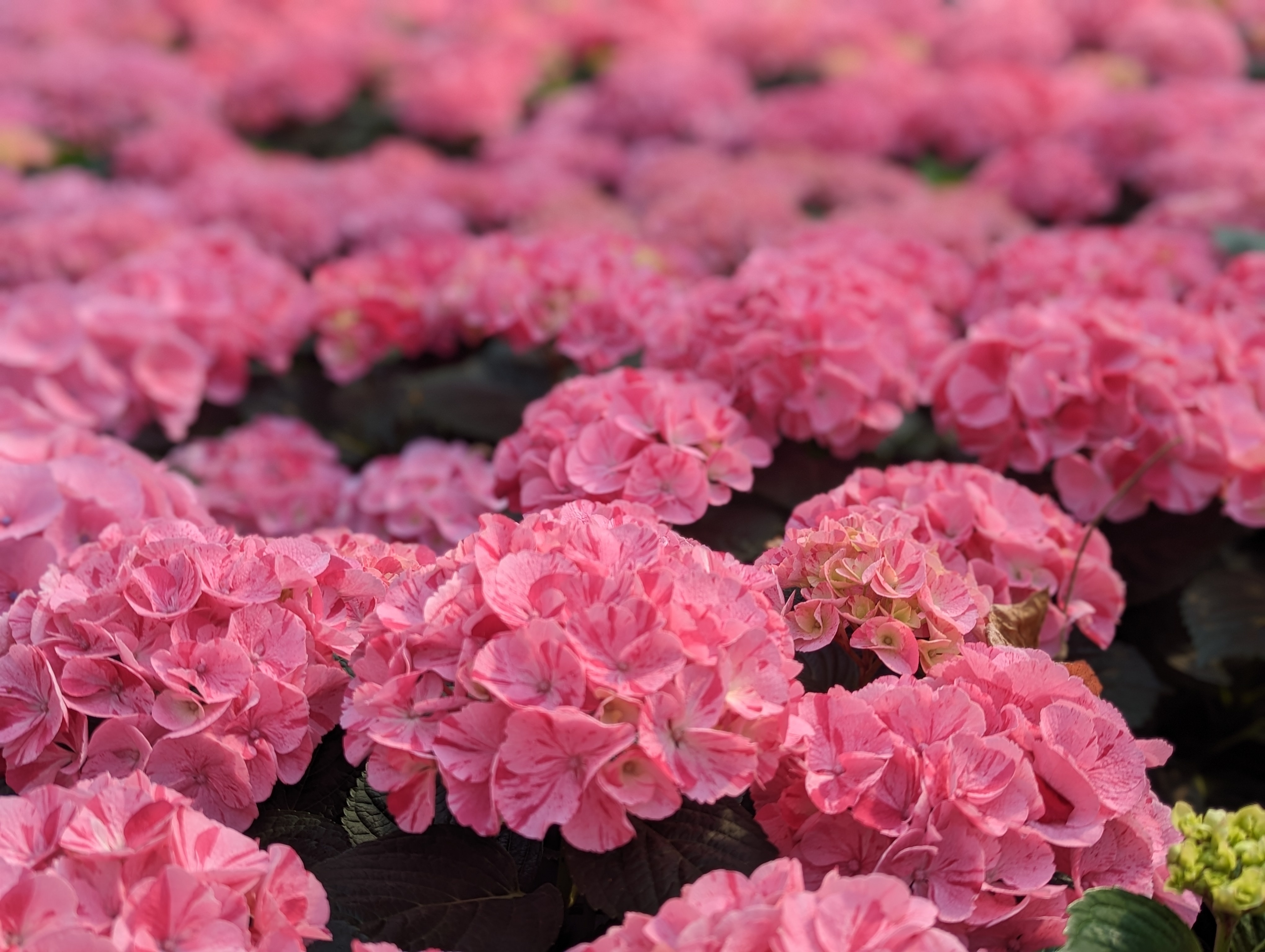 My Beautiful Spitfire Hydrangea, Monrovia Plant