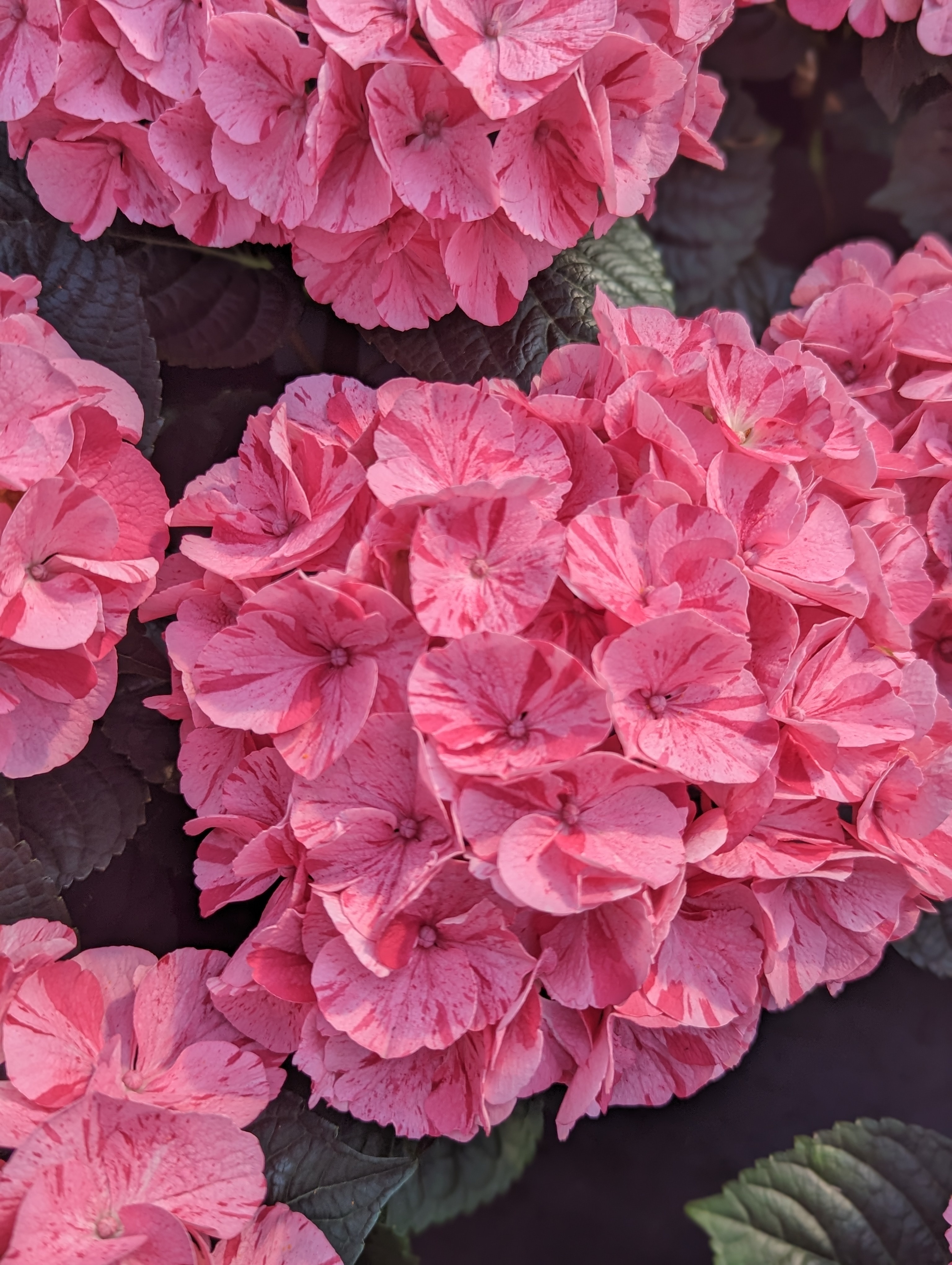My Beautiful Spitfire Hydrangea, Monrovia Plant