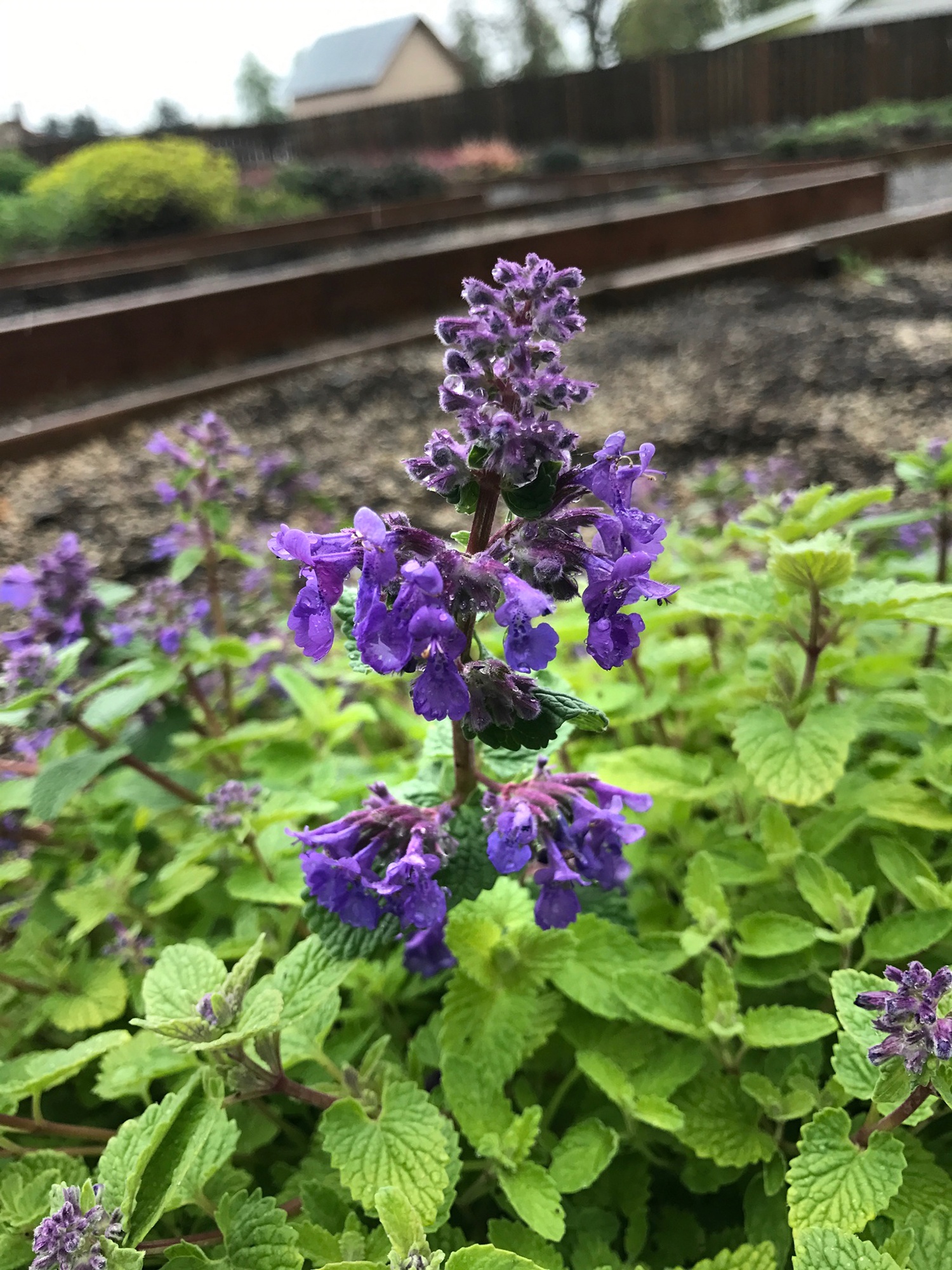 Nova Blue Catmint, Nepeta 'Blue', Monrovia Plant
