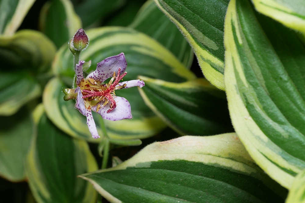 Ninja Star Toad Lily, Tricyrtis formosana 'Kristen' PP #33,439