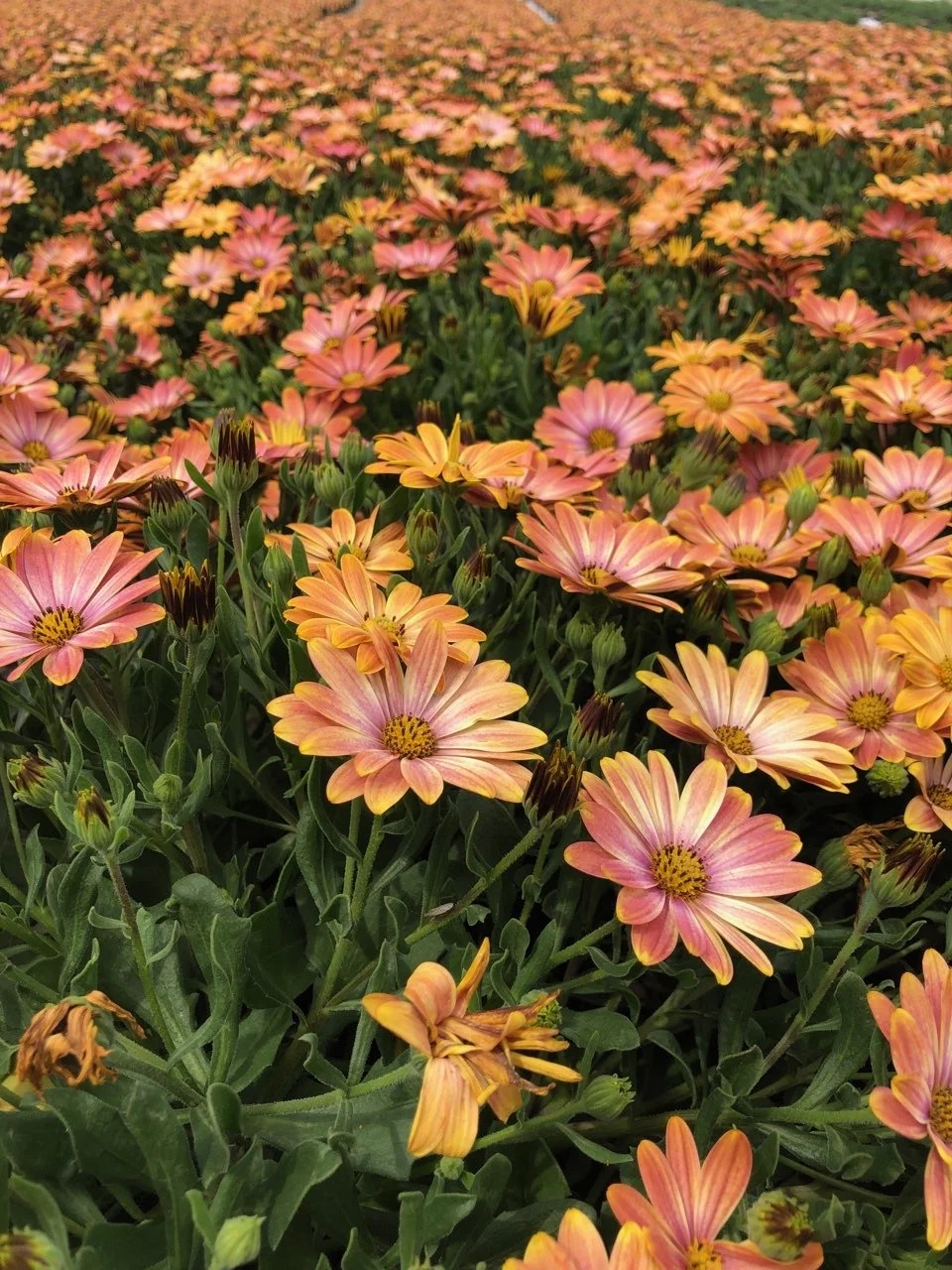 © Monrovia Nursery Co.