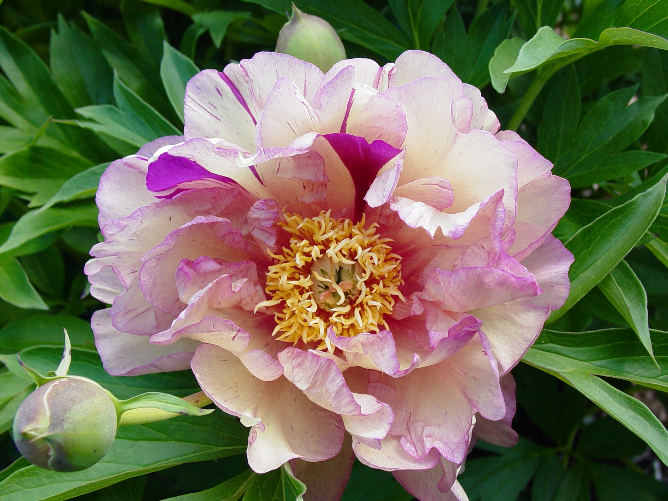 Garden Candy® Blueberry Lemonade™ Itoh Peony, Monrovia Plant