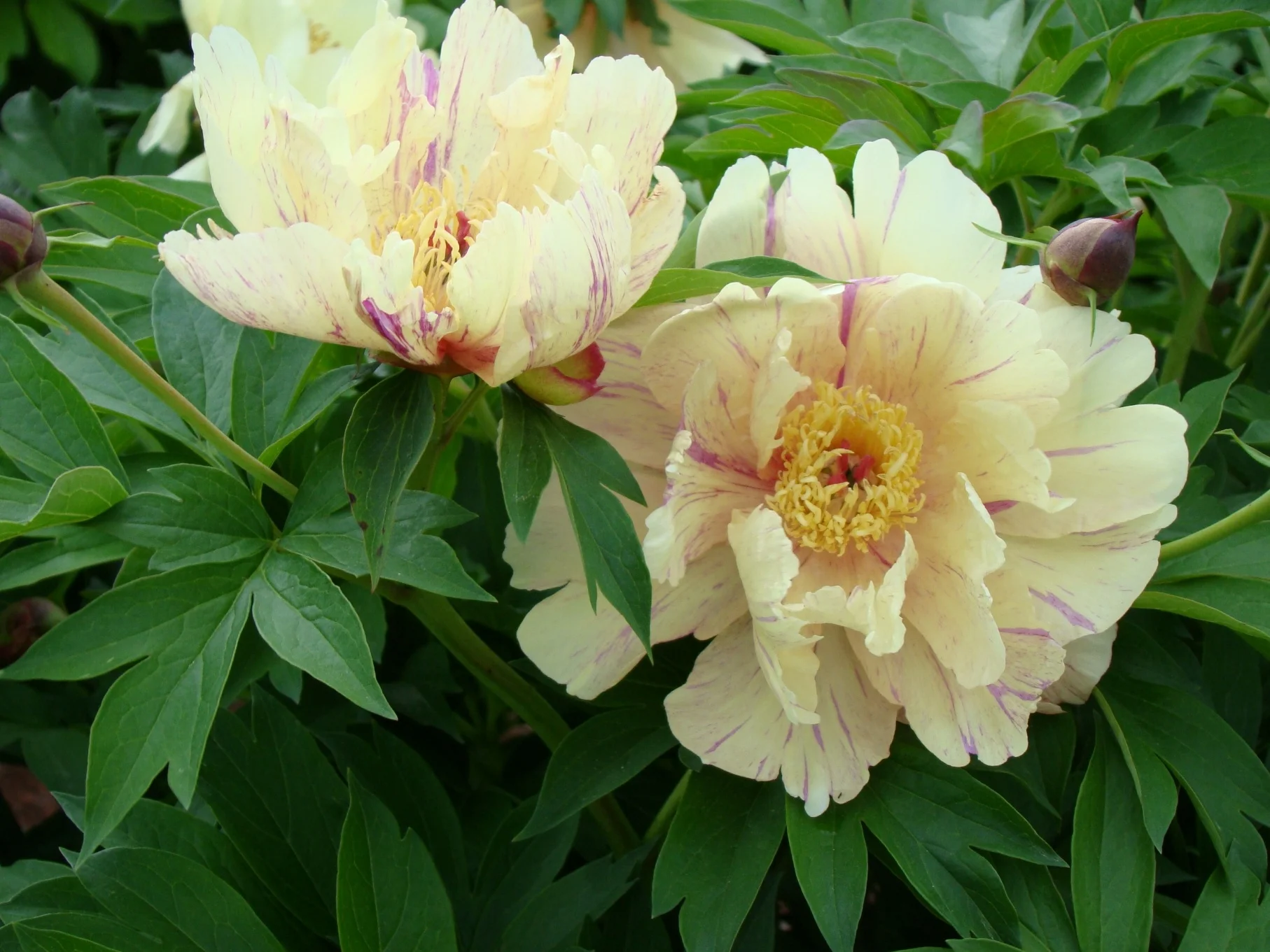 Garden Candy™ Blueberry Lemonade Itoh Peony, Monrovia Plant