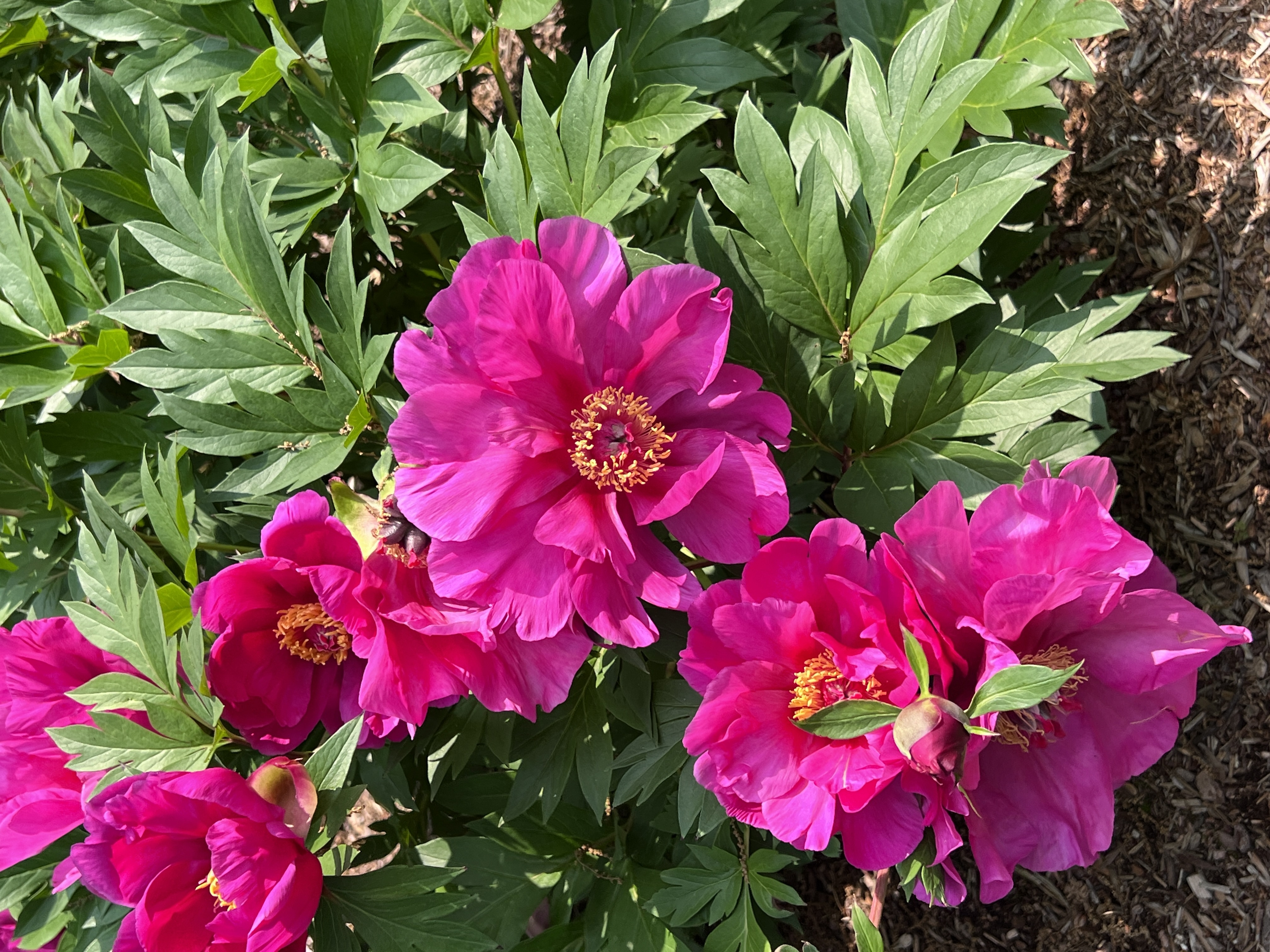 Garden Candy™ Evie Jane Itoh Peony, Monrovia Plant