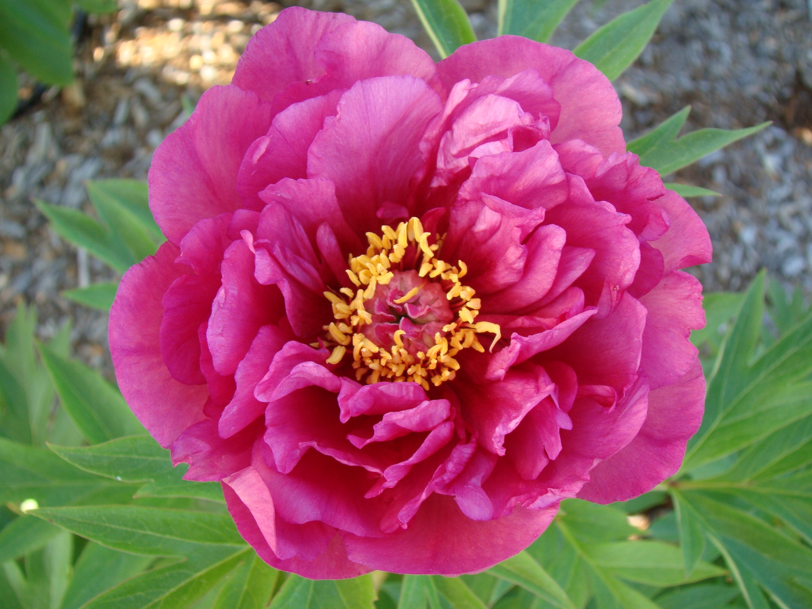 ♡peony.:*♡ Garden Candy™ Evie Jane Itoh Peony, Monrovia Plant