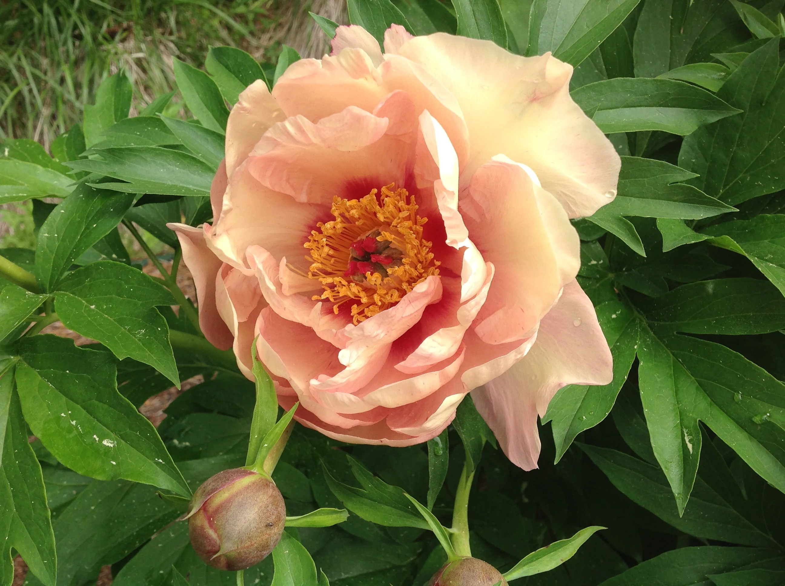 Garden Candy® Peach-A-Licious™ Itoh Peony, Monrovia Plant