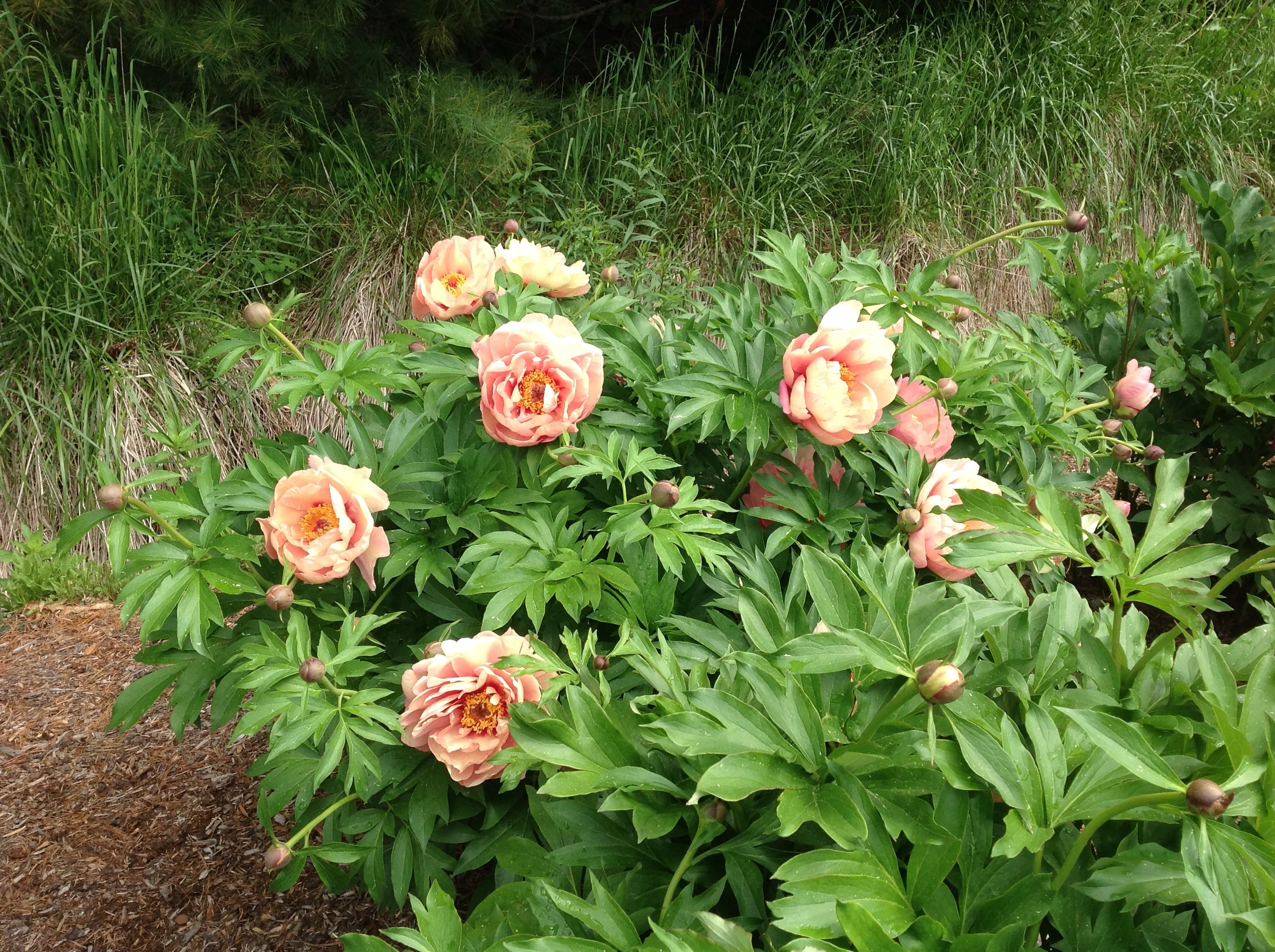 apeach.ページ Garden Candy® Peach-A-Licious™ Itoh Peony, Monrovia Plant