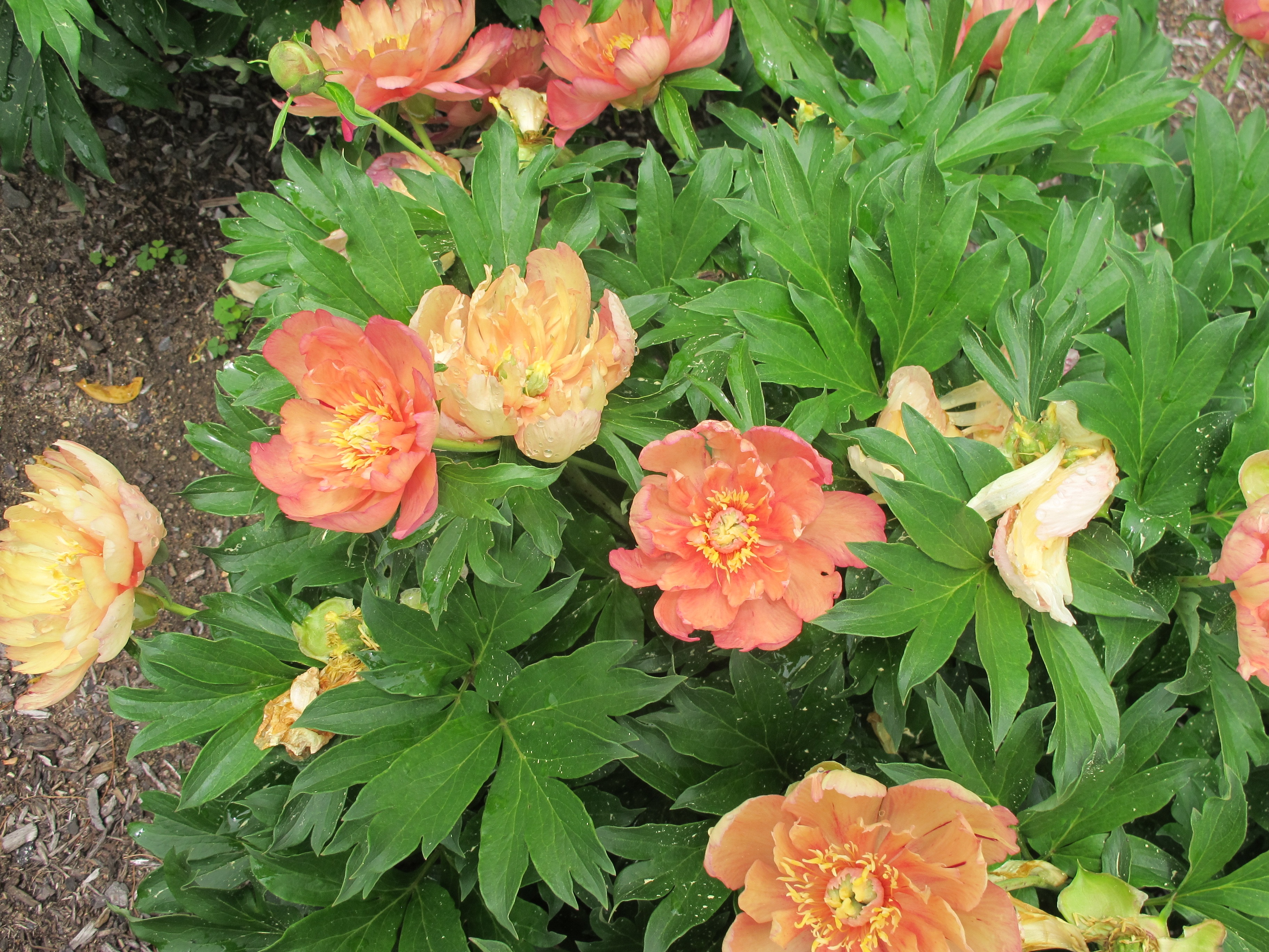 Garden Candy™ Summer Sunset Itoh Peony, Monrovia Plant