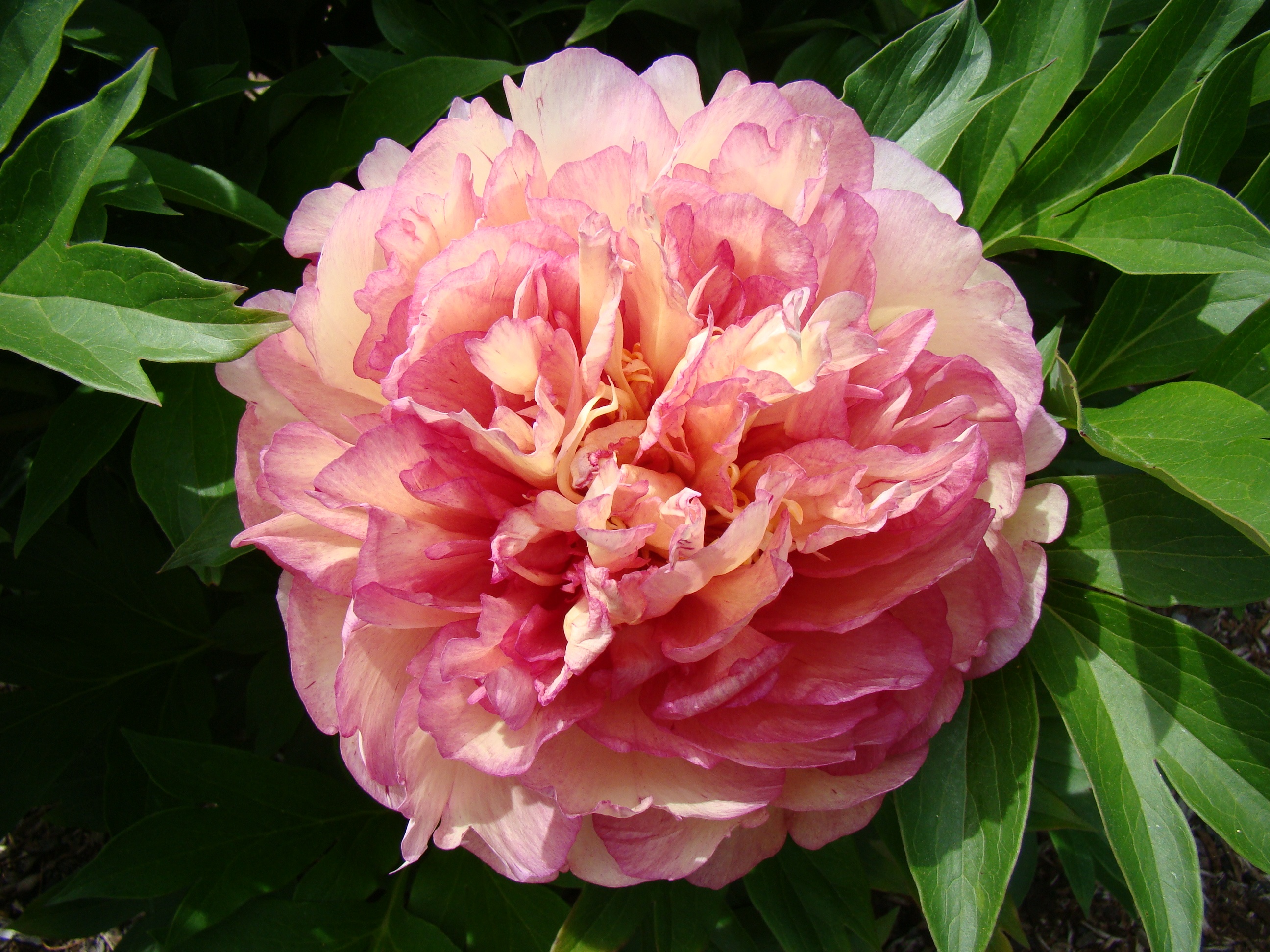hibell Art 小花いっぱい　リームンロー作 Garden Candy™ Simply Scrumptious™ Itoh Peony, Monrovia Plant