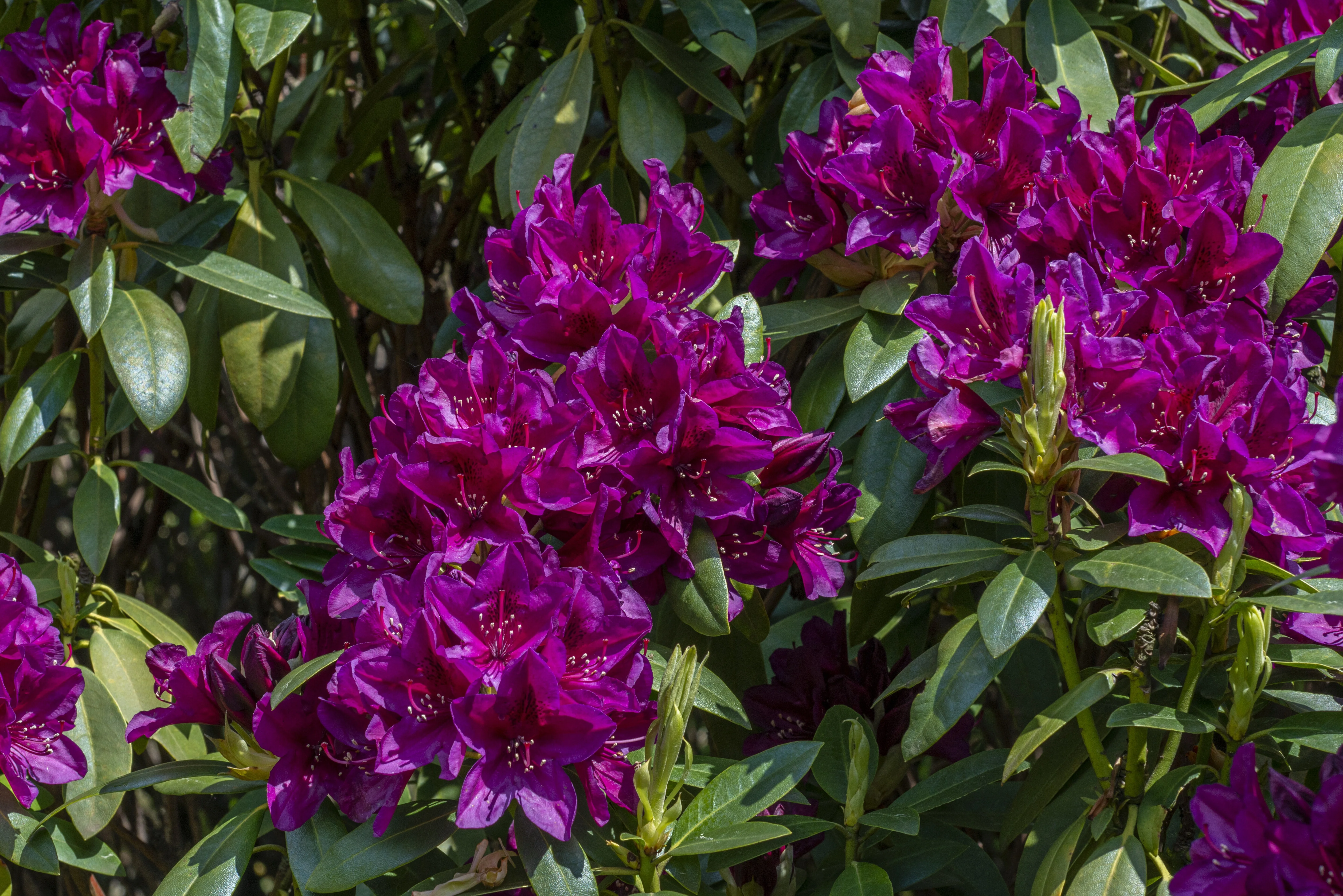 Polarnacht Rhododendron, Rhododendron x 'Polarnacht' (H-3