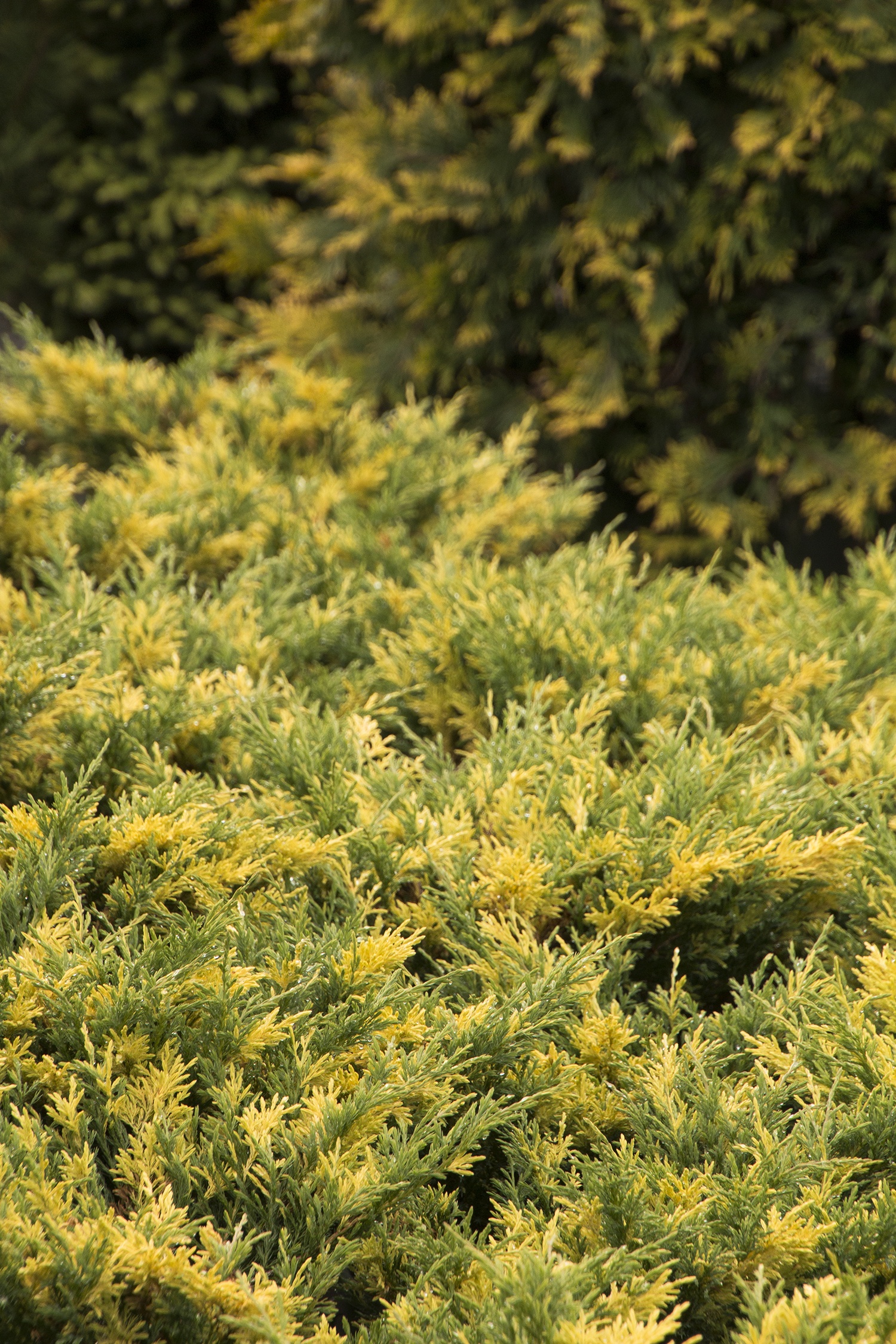 シャムタビー✨ Jazzy Jewel® Andorra Juniper, Juniperus horizontalis 'MonGeo' PP