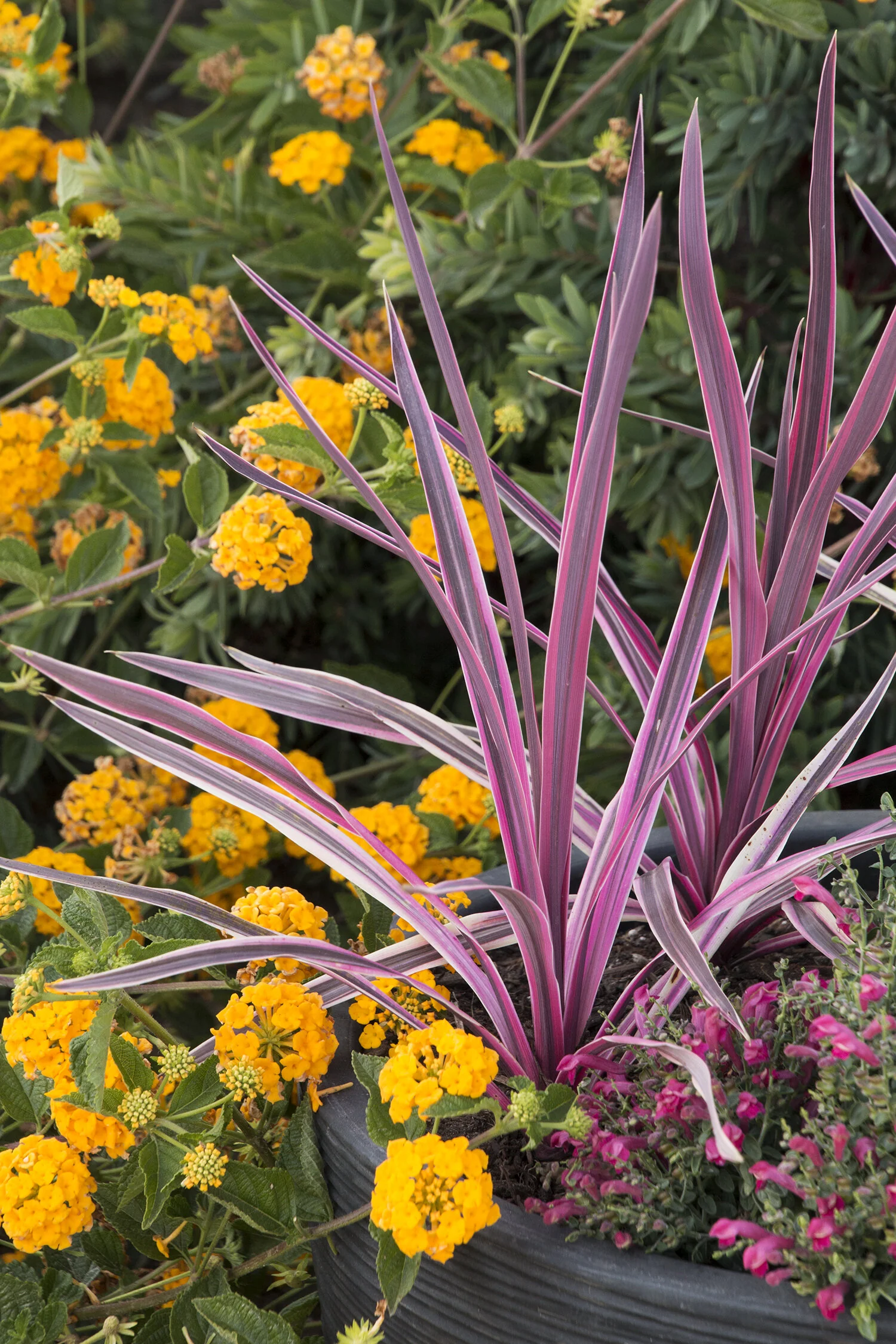 Pink Passion Cordyline, Cordyline australis 'Seipin' PP #19,927