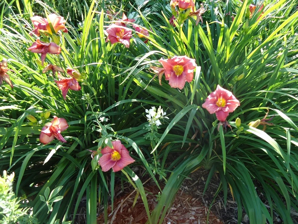 Happy Ever Appster® Rosy Returns Daylily with rose-pink flowers featuring yellow centers blooming among green, strappy foliage in a garden landscape, displaying multiple open blooms and buds throughout the plant's full form.