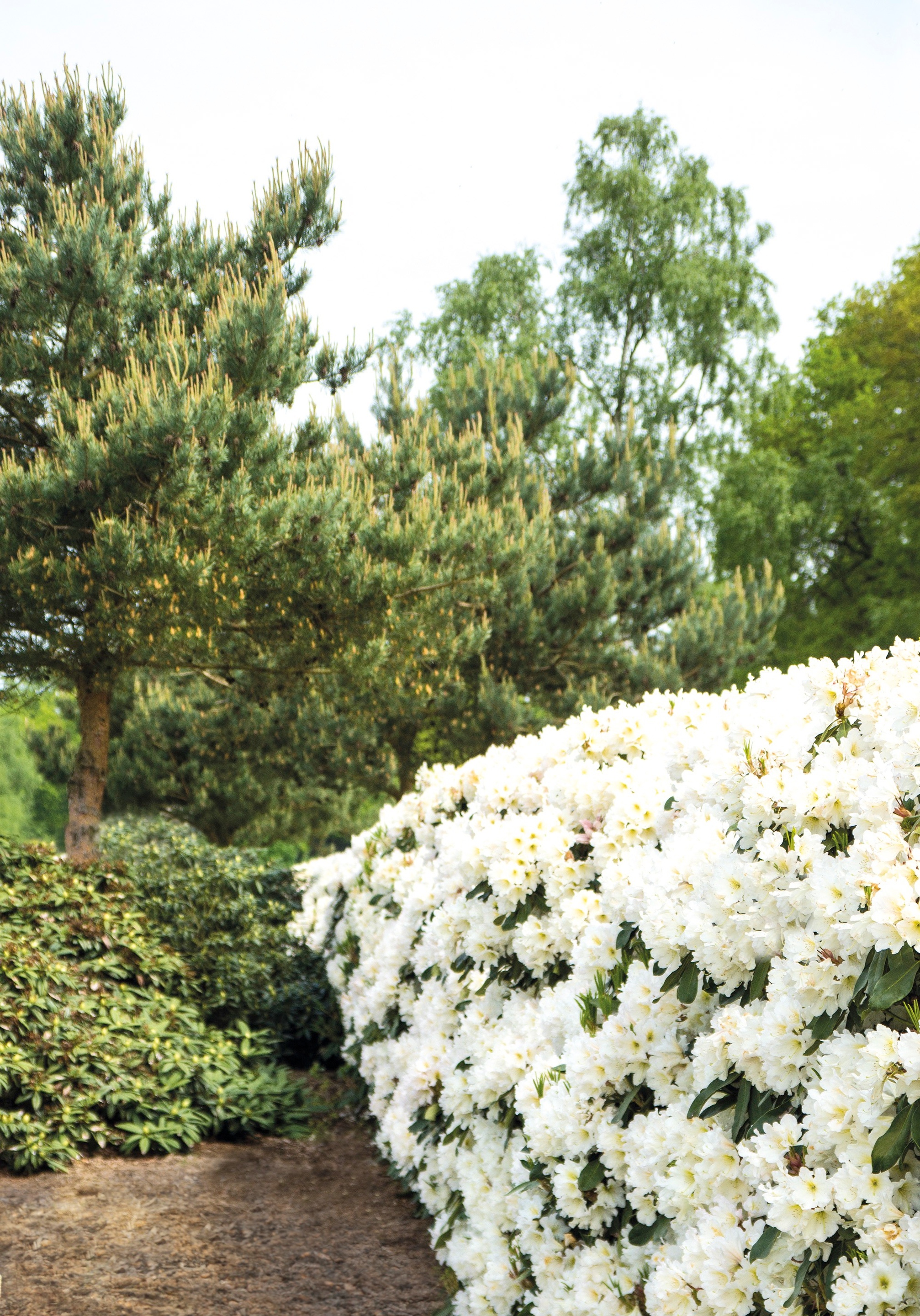 Scent-Sational White Rhododendron, Monrovia Plant