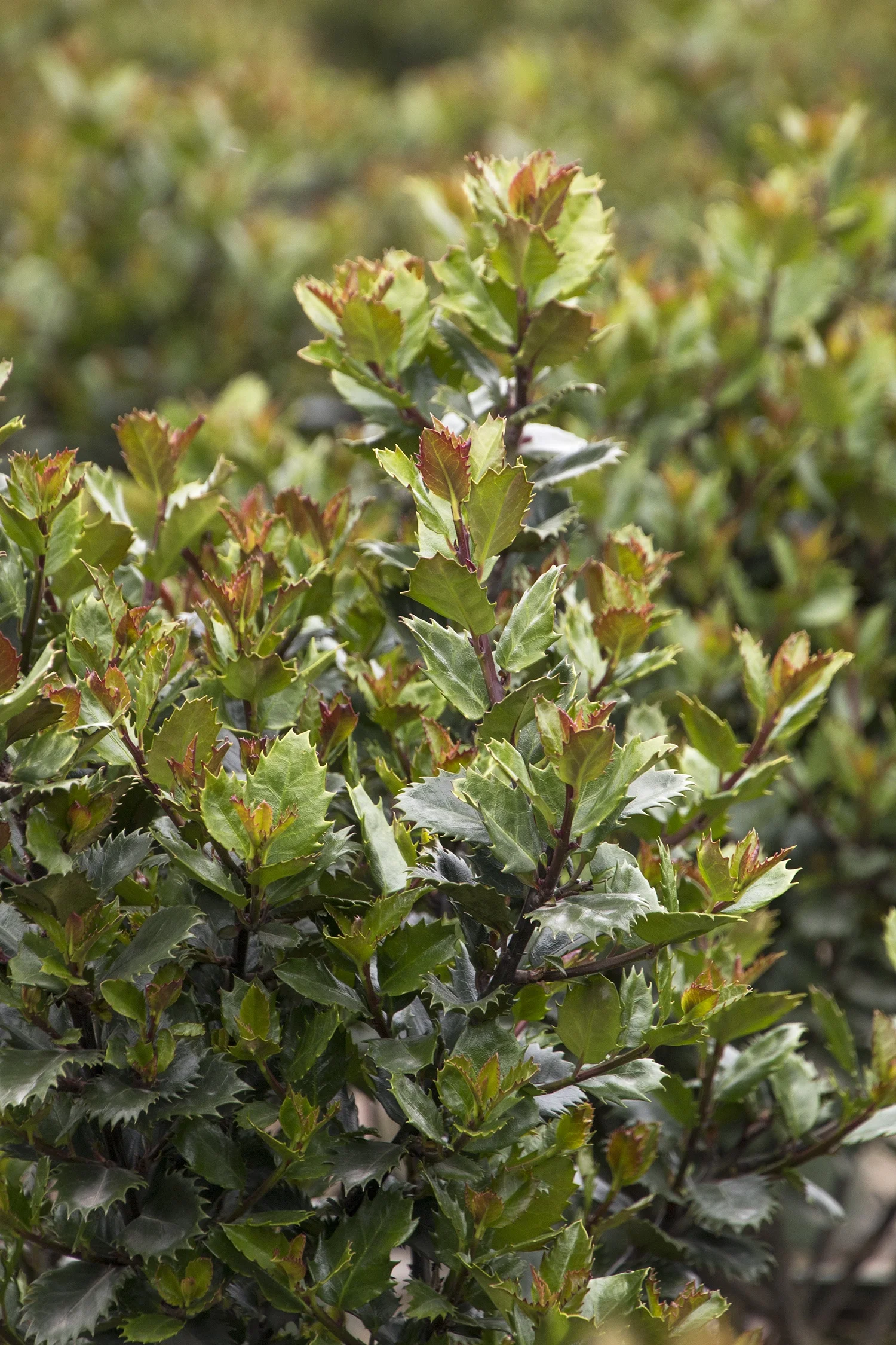 Monrovia; by Doreen Wynja