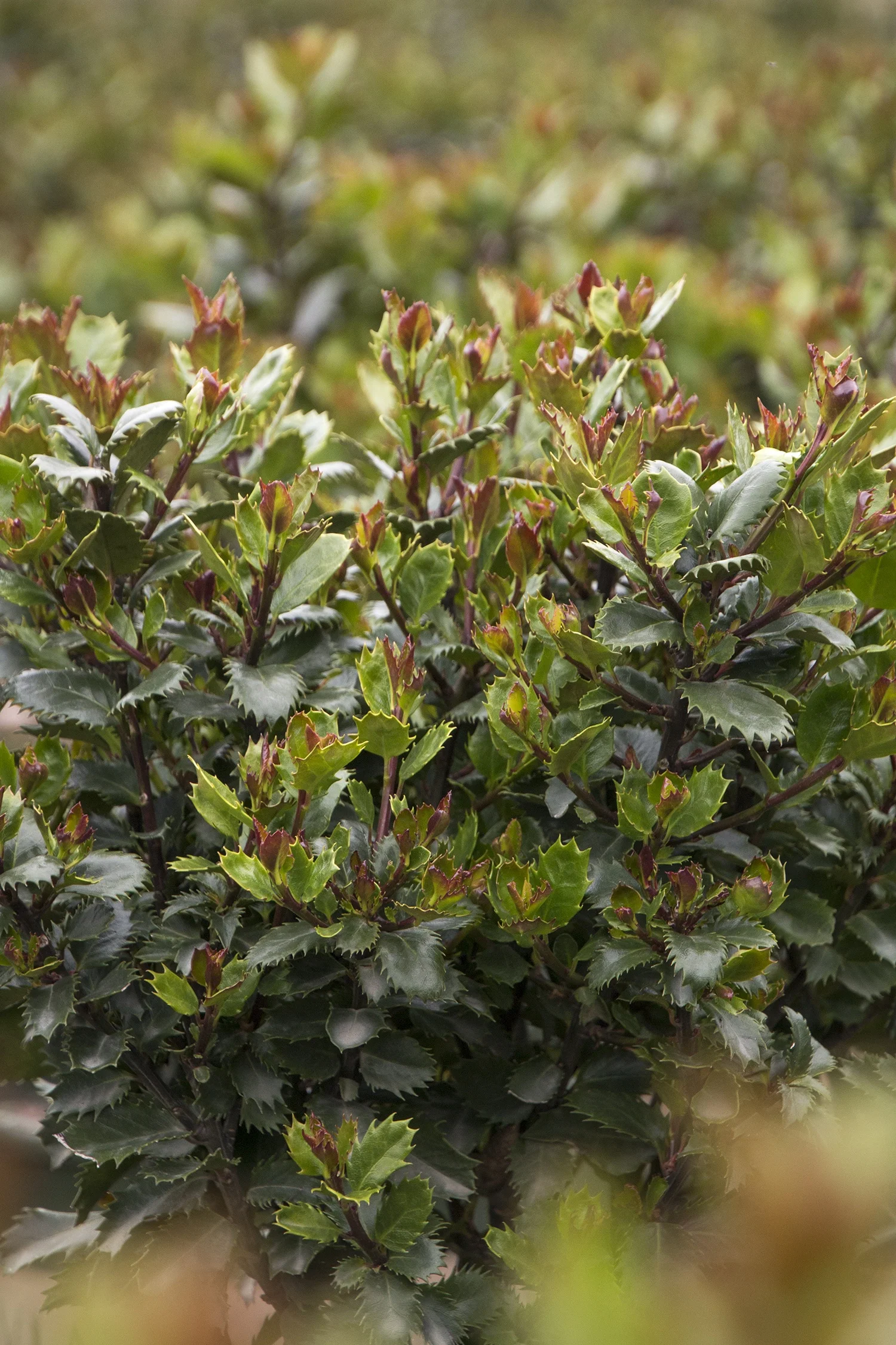 Monrovia; by Doreen Wynja