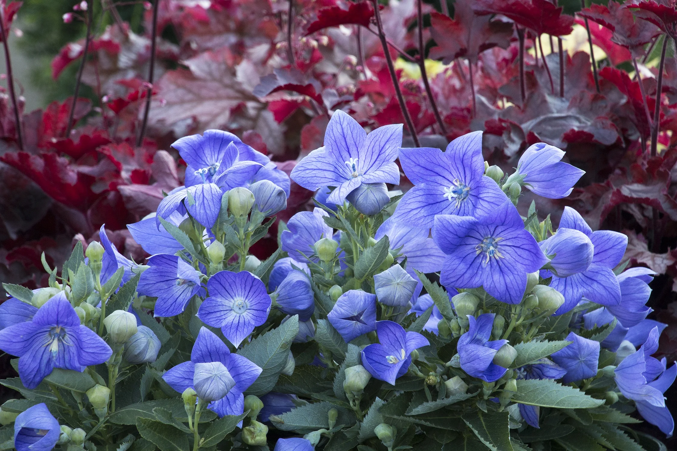 Sentimental Blue Balloon Flower, Platycodon grandiflorus
