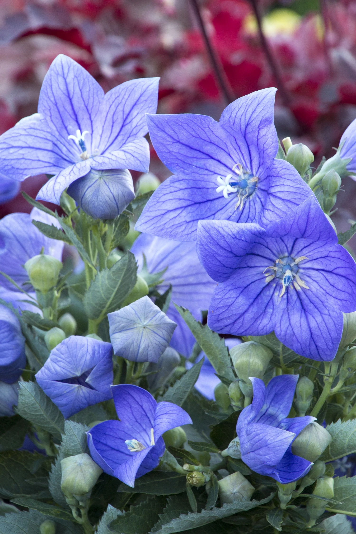 Close-up of Sentimental Blue Balloon Flower (Platycodon grandiflorus 'Sentimental Blue') showing vibrant periwinkle-blue star-shaped flowers with delicate veining and white centers, surrounded by unopened balloon-like buds and green foliage, demonstrating the flower's distinctive bloom structure and color intensity.