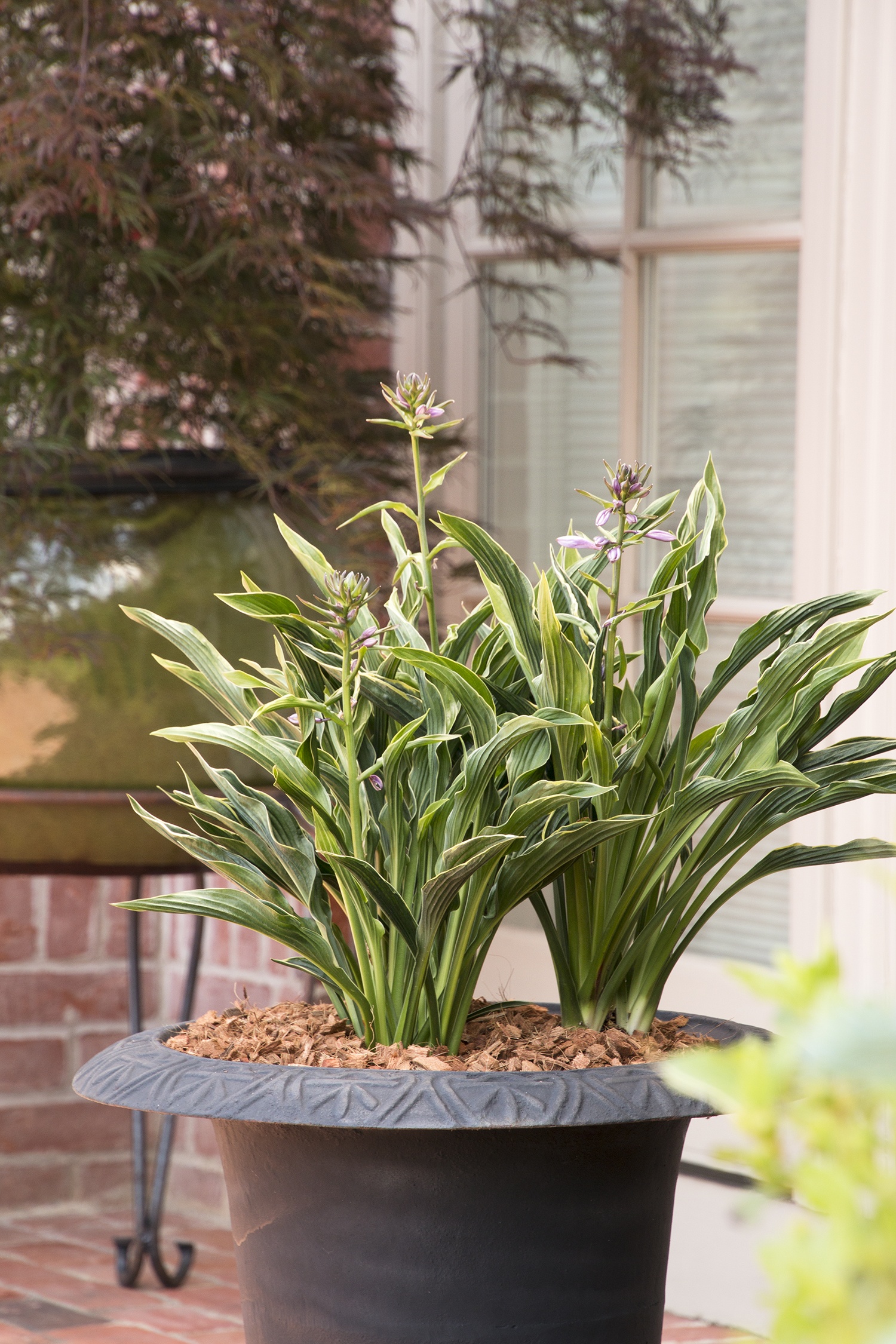Praying Hands Hosta, Hosta x 'Praying Hands', Monrovia Plant