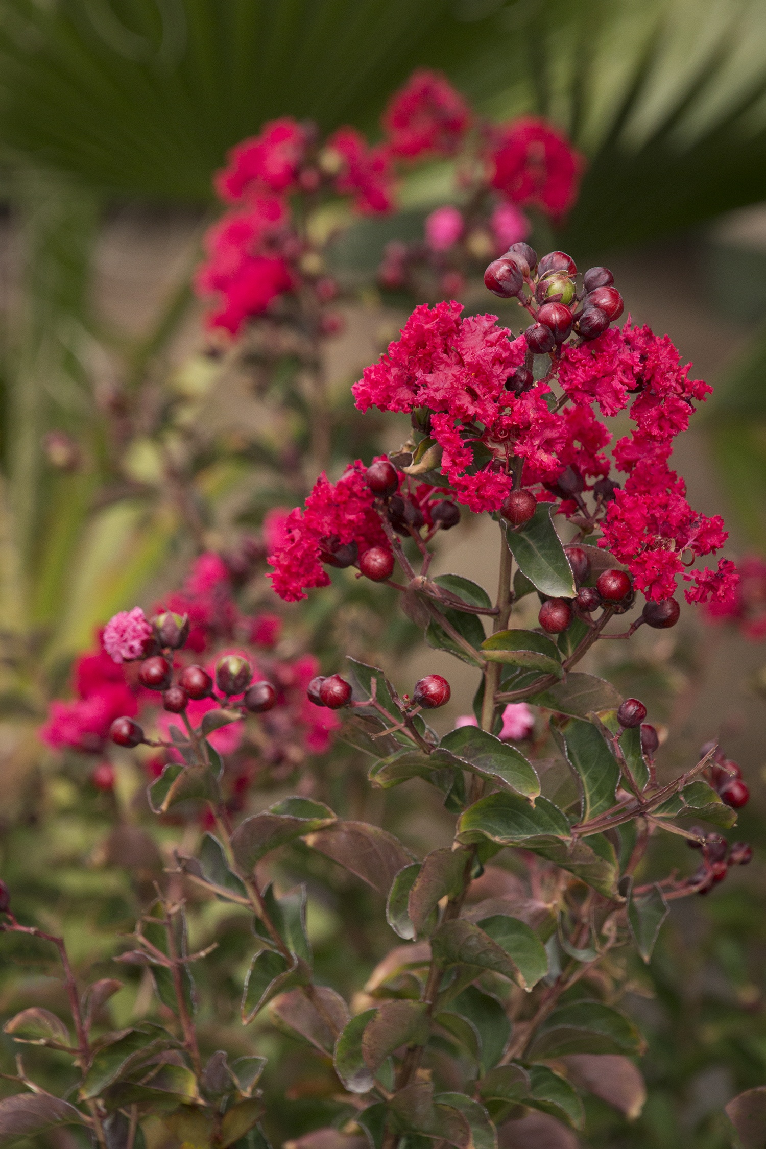 Dynamite® Crape Myrtle, Lagerstroemia indica 'Whit II', Monrovia Plant