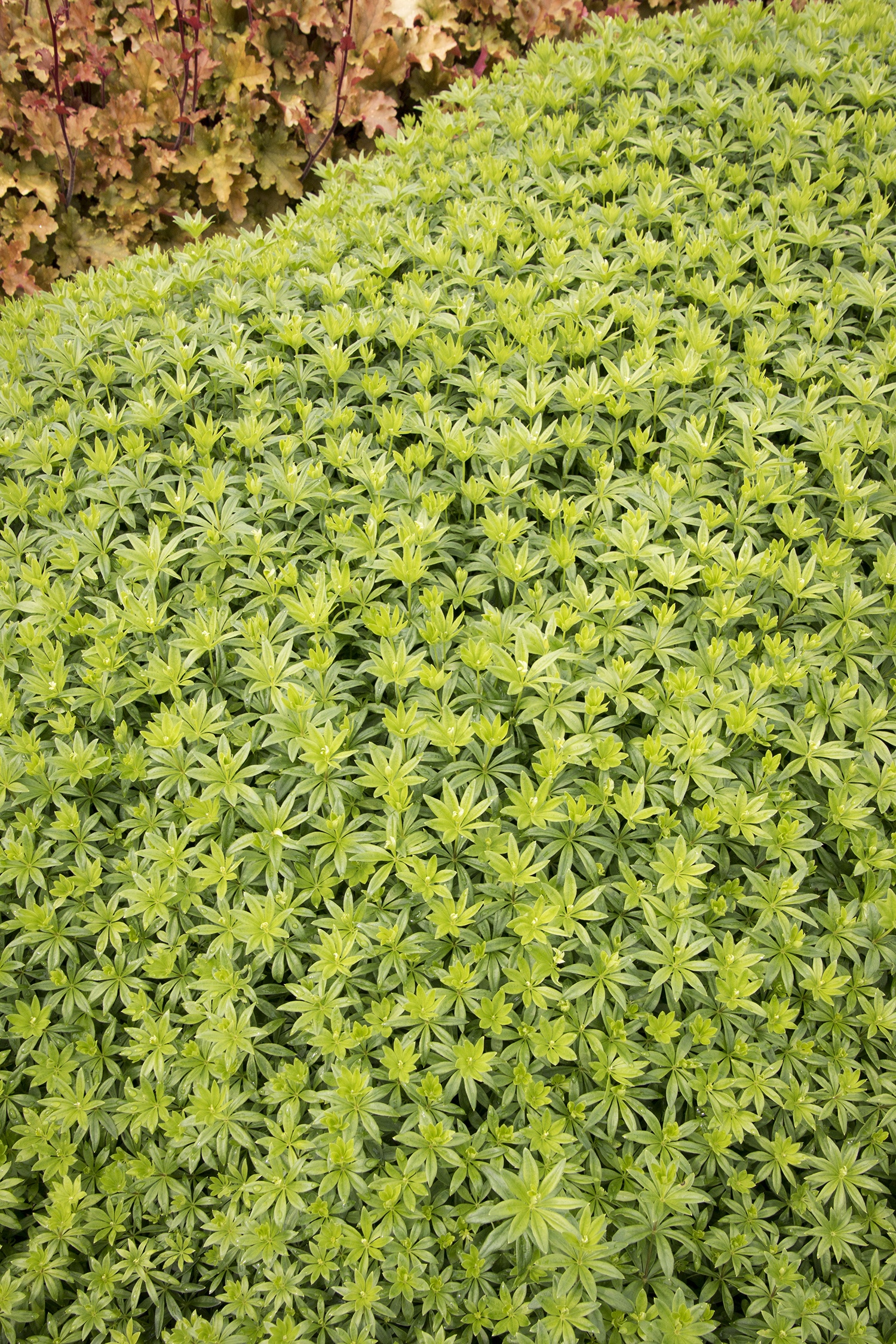 ixora planting Dwarf Ixora "Multicolor Flowering"