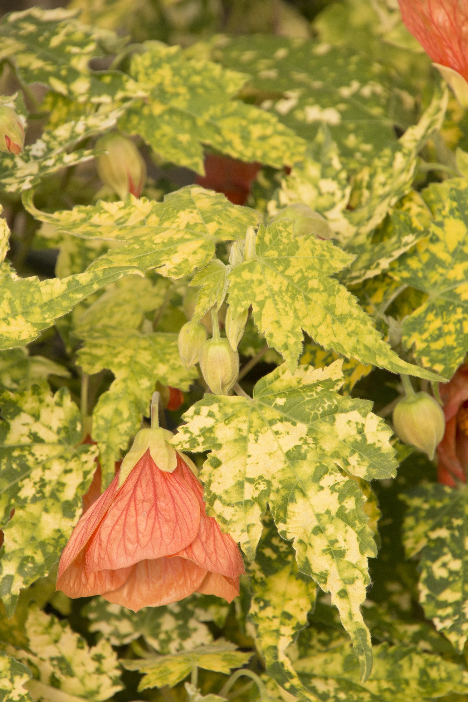 Thompson's Flowering Maple, Abutilon pictum 'Thompsonii', Monrovia Plant