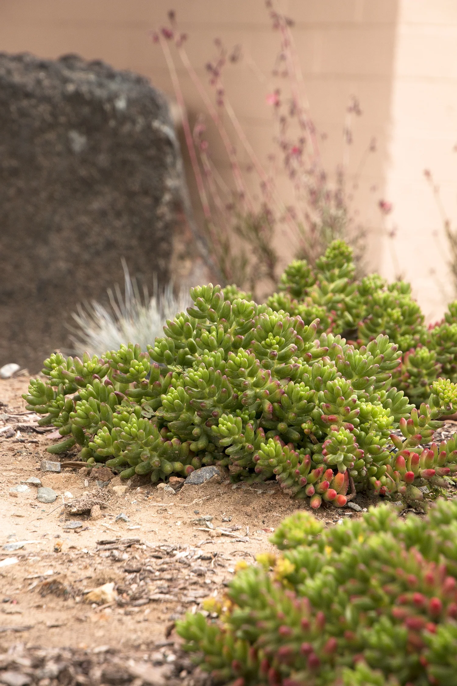 Sedum rubrotinctum 'Aurora', commonly called Pink Jelly Beans Sedum, displays plump green and rose-tinged rosettes spreading low across sandy soil in a garden border, with flowering ornamental grasses blurred in the background, demonstrating mature groundcover size and color.