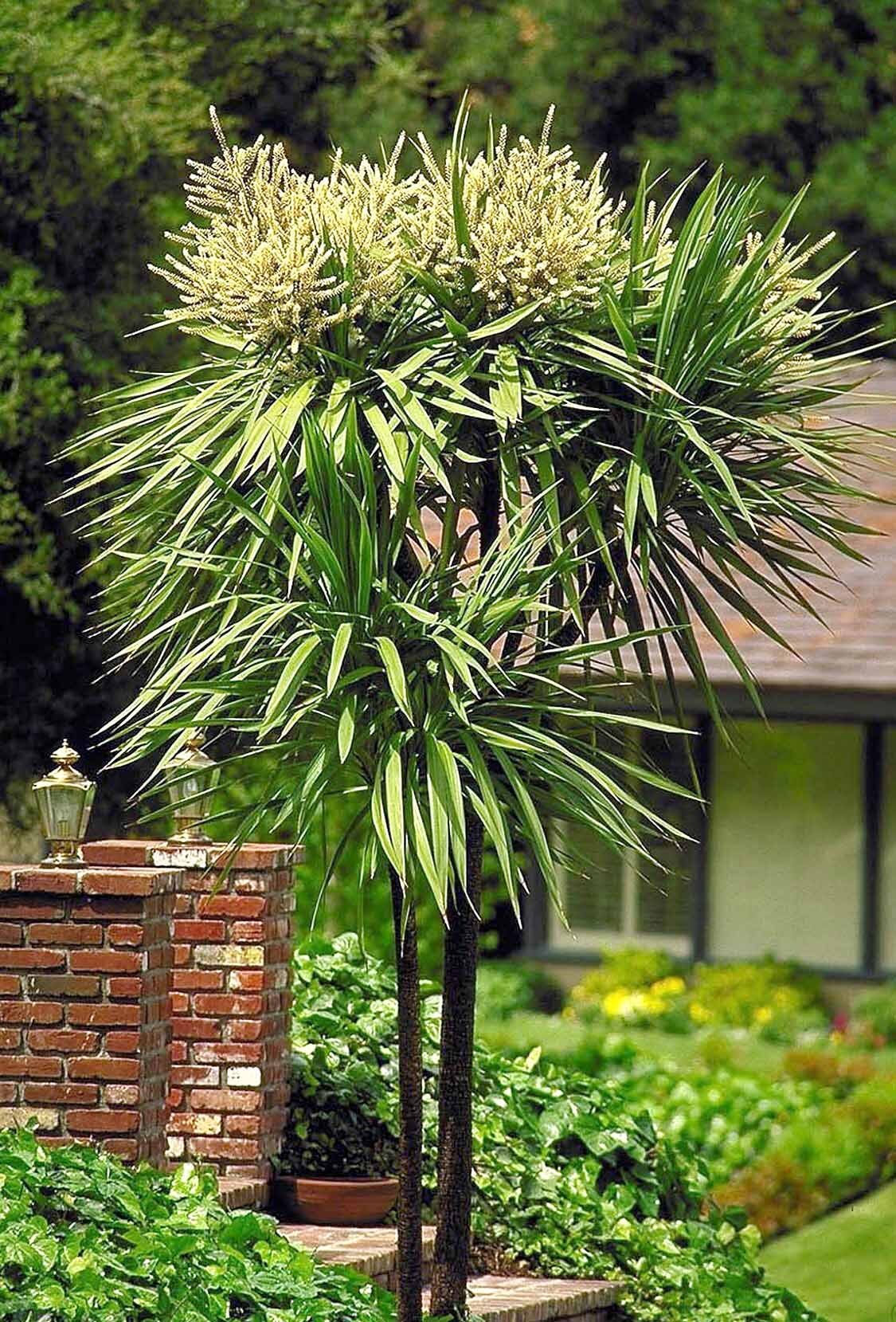Blue Dracaena Palm, Cordyline indivisa, Monrovia Plant
