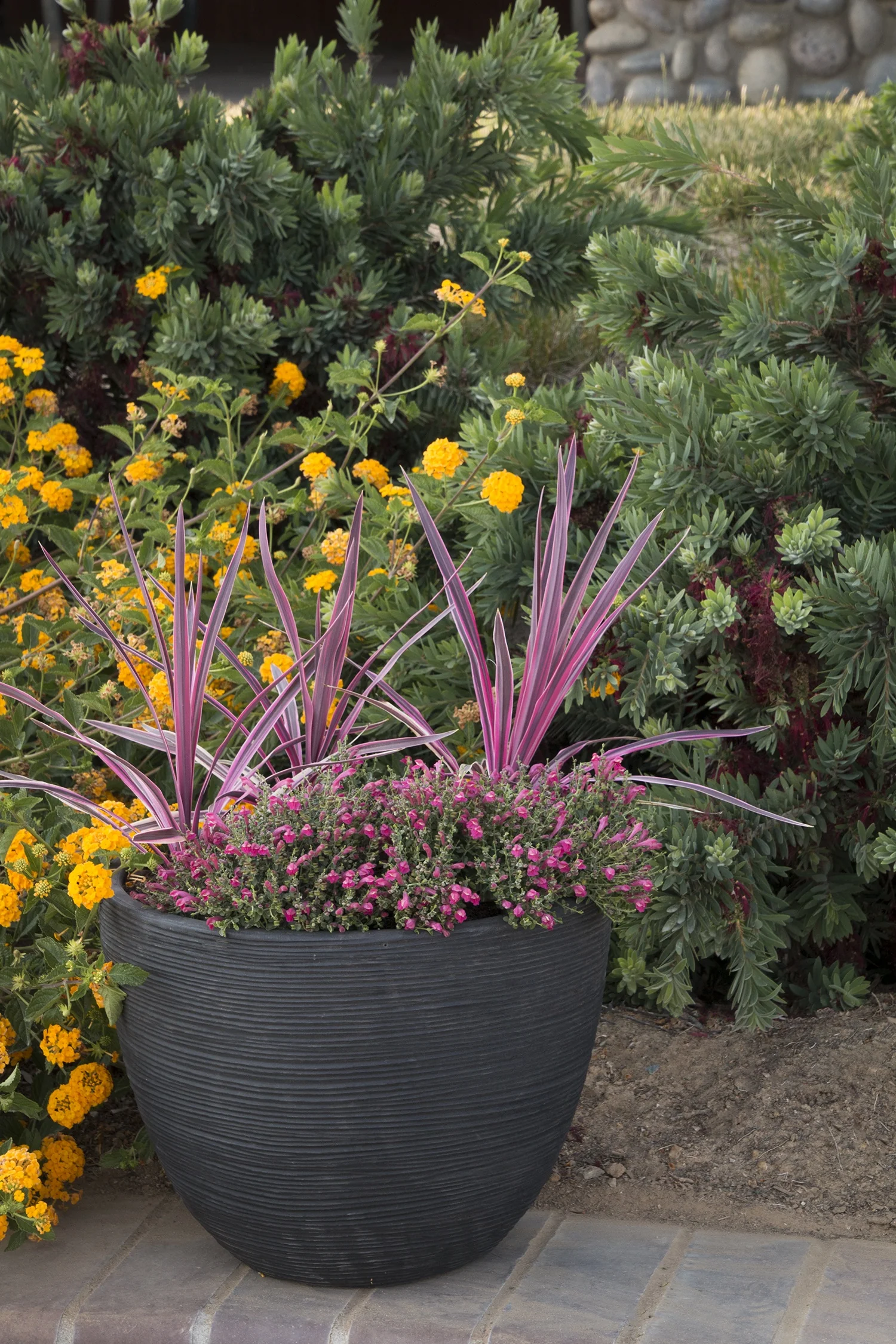 Cordyline australis 'Seipin' Pink Passion displays burgundy and pink striped narrow leaves rising from a dark gray rounded container, underplanted with pink dianthus flowers, shown in a garden setting with yellow flowering plants nearby for color contrast and design inspiration.